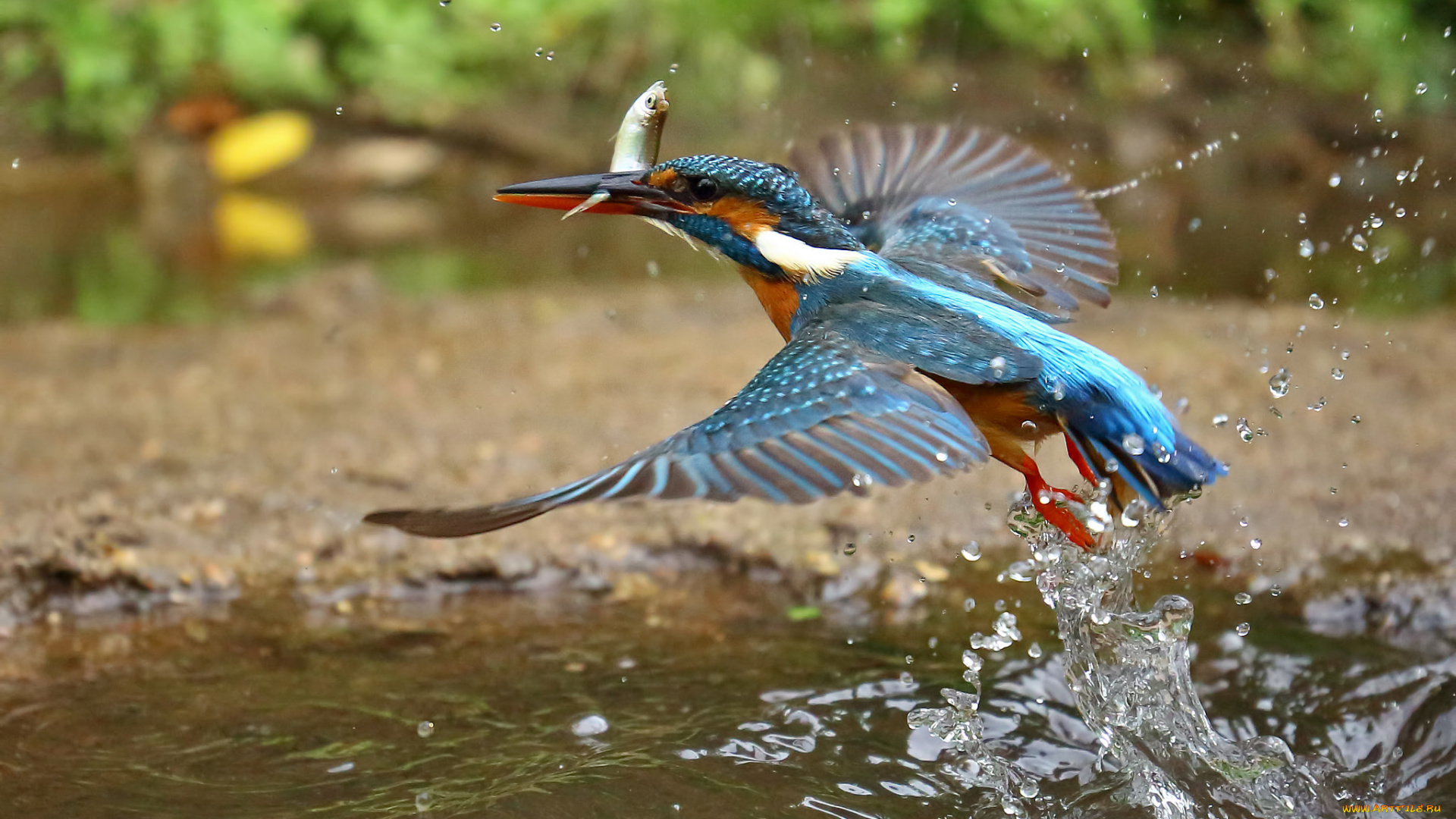 животные, зимородки, брызги, вода, зимородок