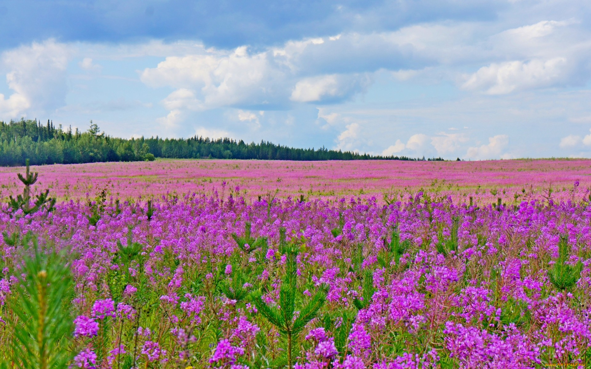 цветы, луговые, , полевые, , цветы, луг, лето, облака, небо