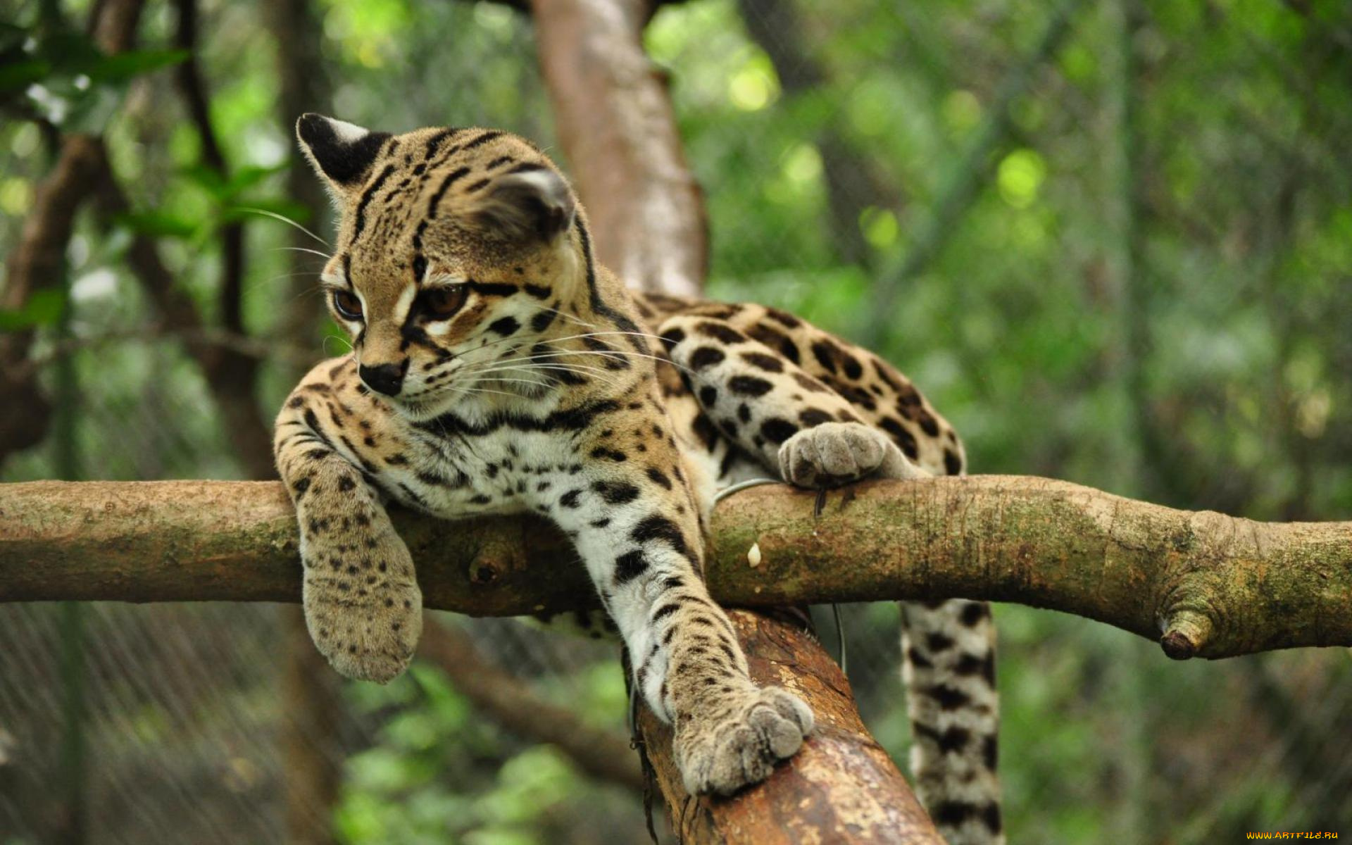 животные, оцелоты, ветки, оцелот, зоопарк