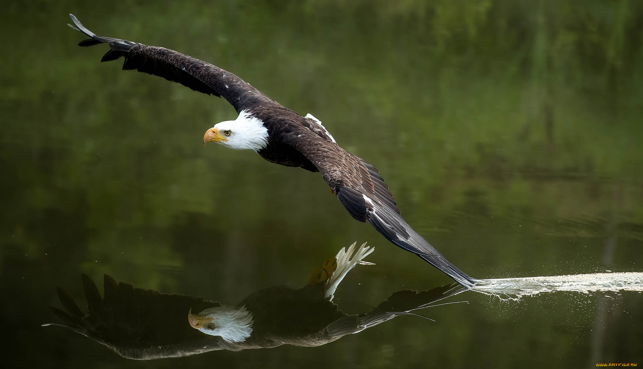 животные, птицы, -, хищники, озеро, орёл