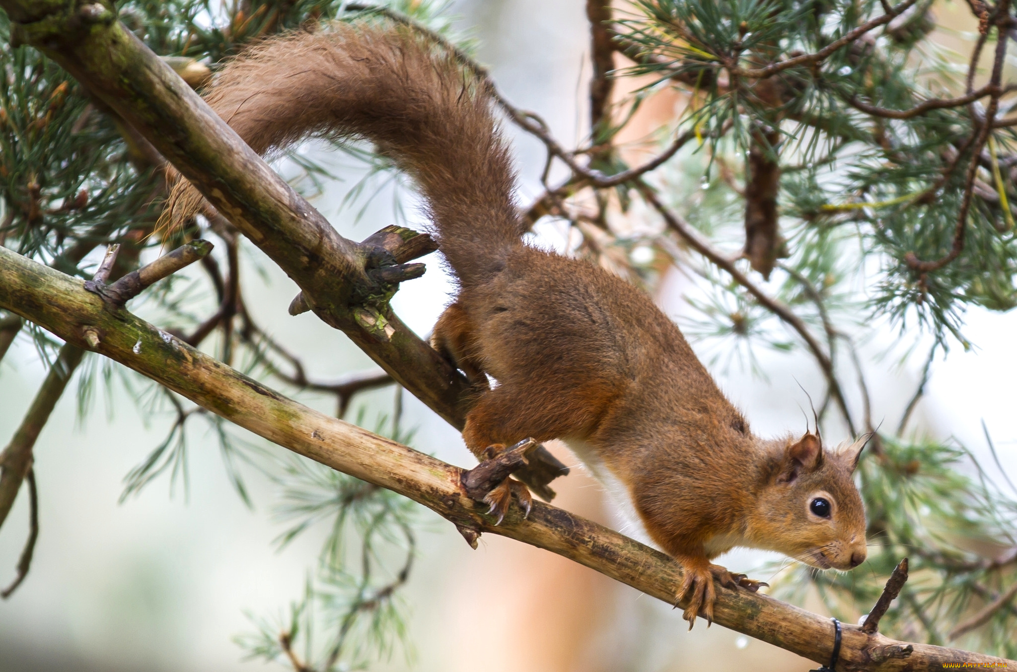 животные, белки, хвост, зверек, белка, дерево, рыжая