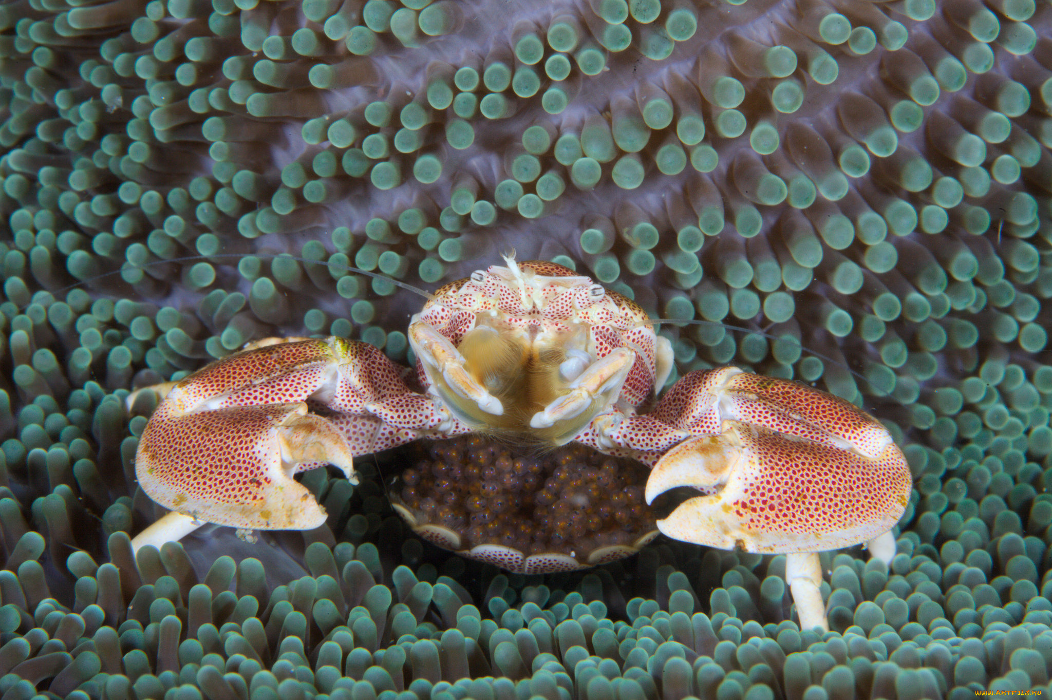 животные, крабы, , раки, актиния, краб