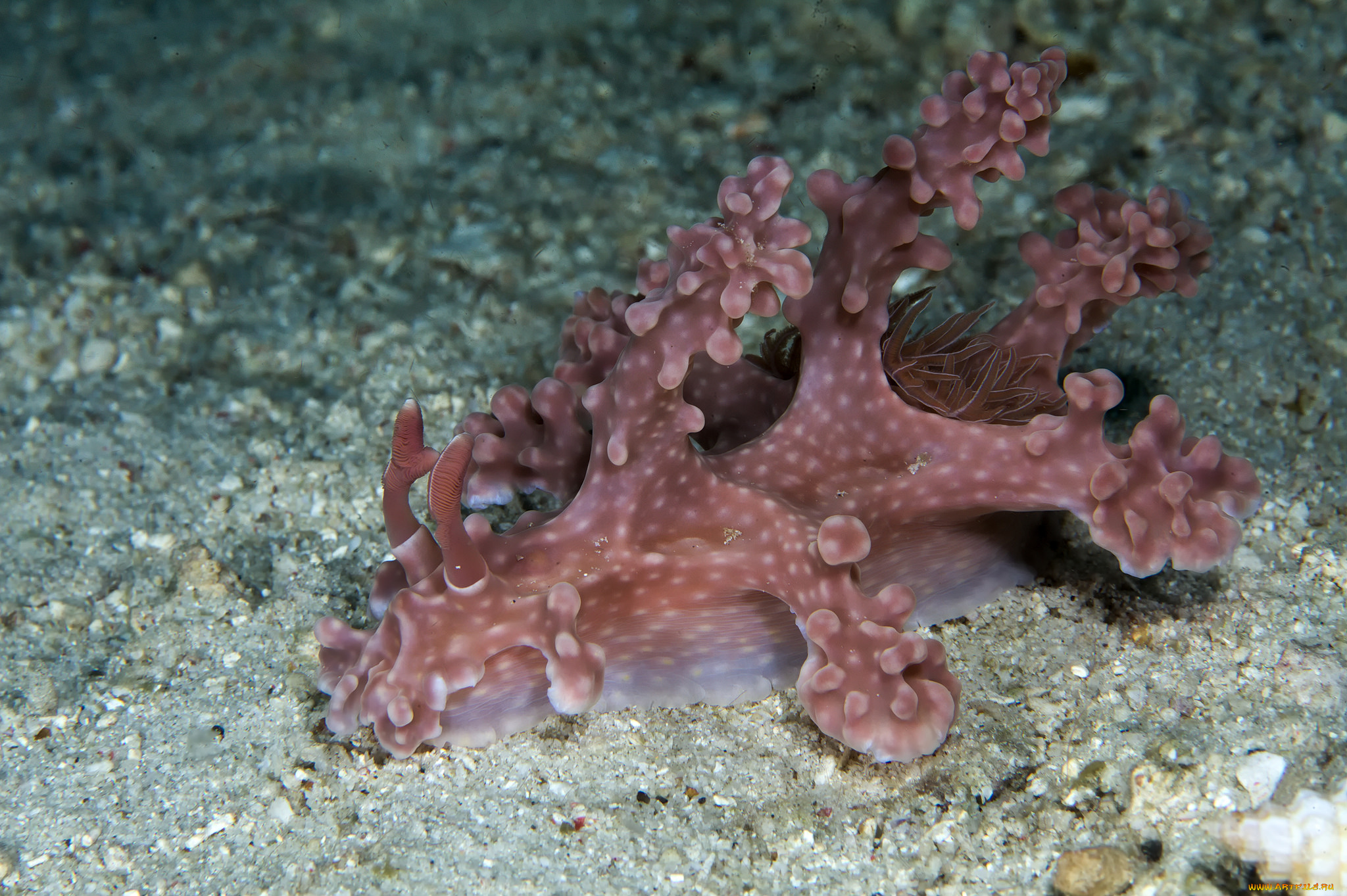 животные, морская, фауна, морской, слизень