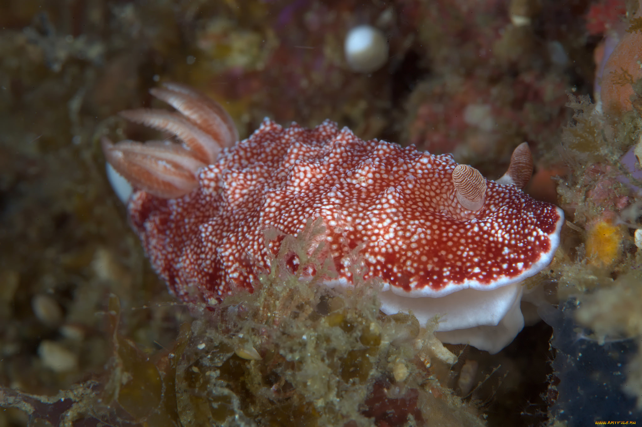 животные, морская, фауна, морской, слизень