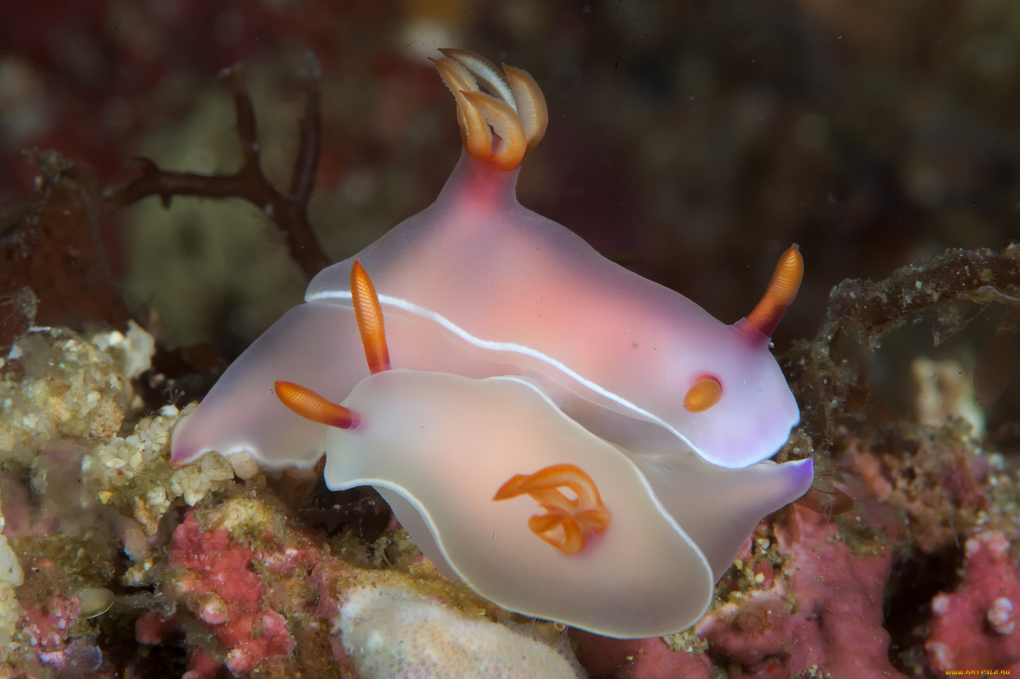 животные, морская, фауна, пара, морские, слизни