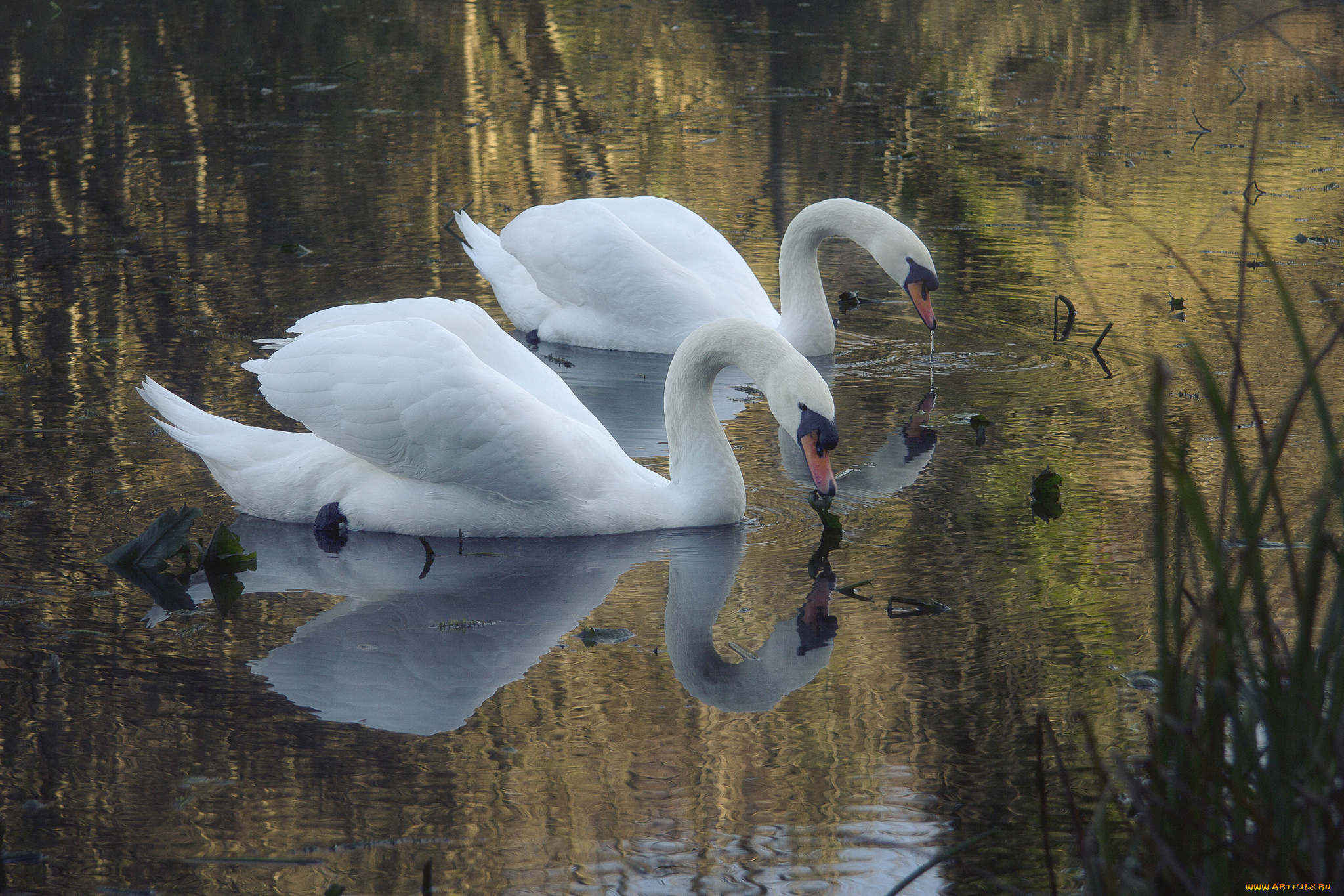 животные, лебеди, два, озеро, белые, пруд