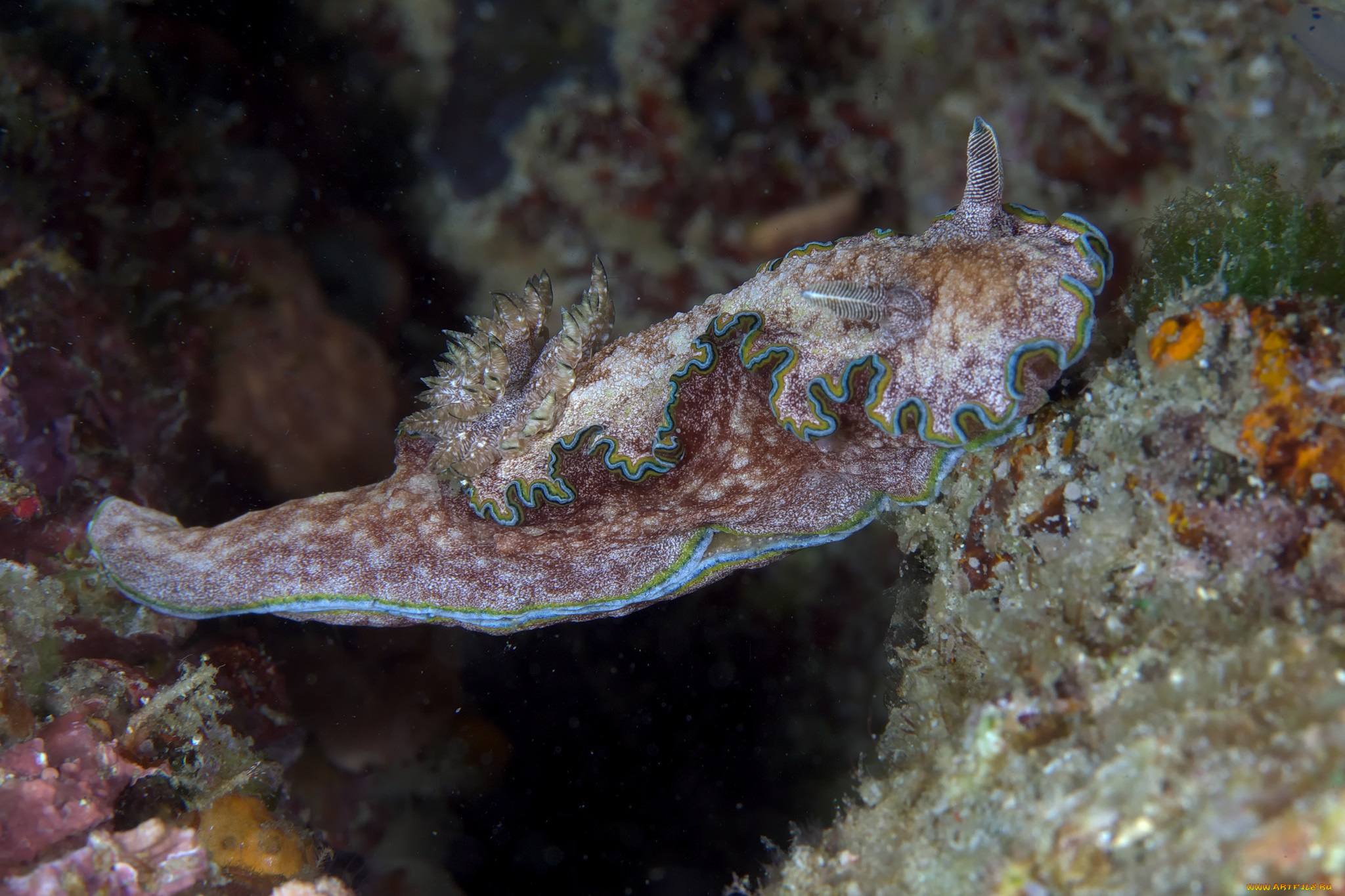 животные, морская, фауна, морской, слизень