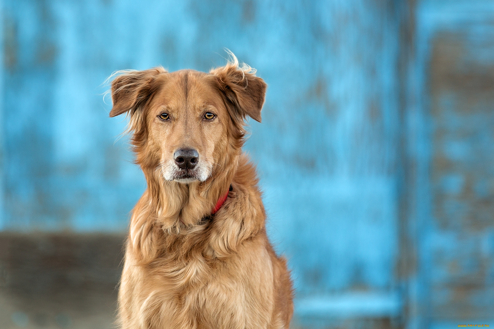 животные, собаки, собака, взгляд, друг