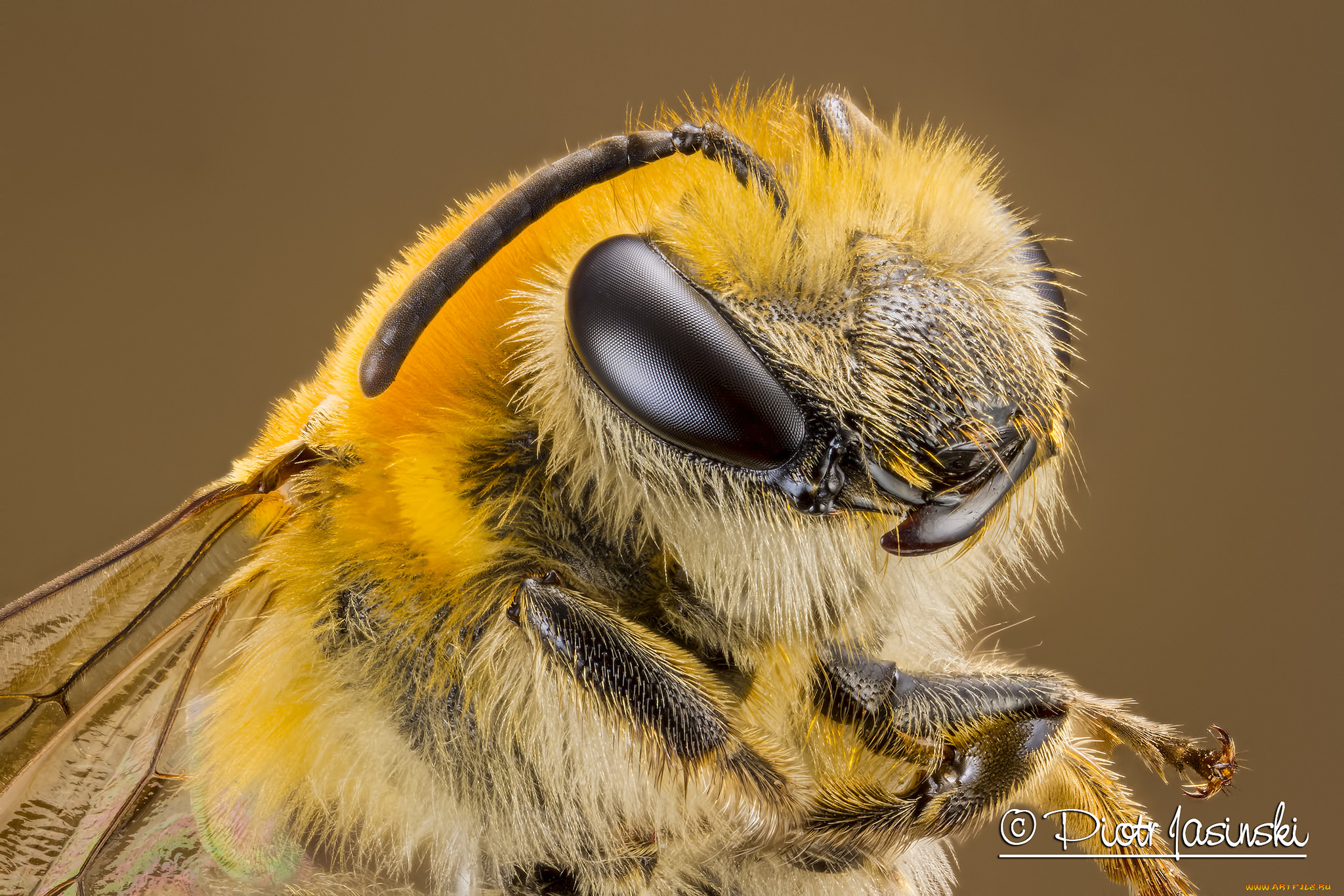 животные, пчелы, , осы, , шмели, фон, макро, портрет