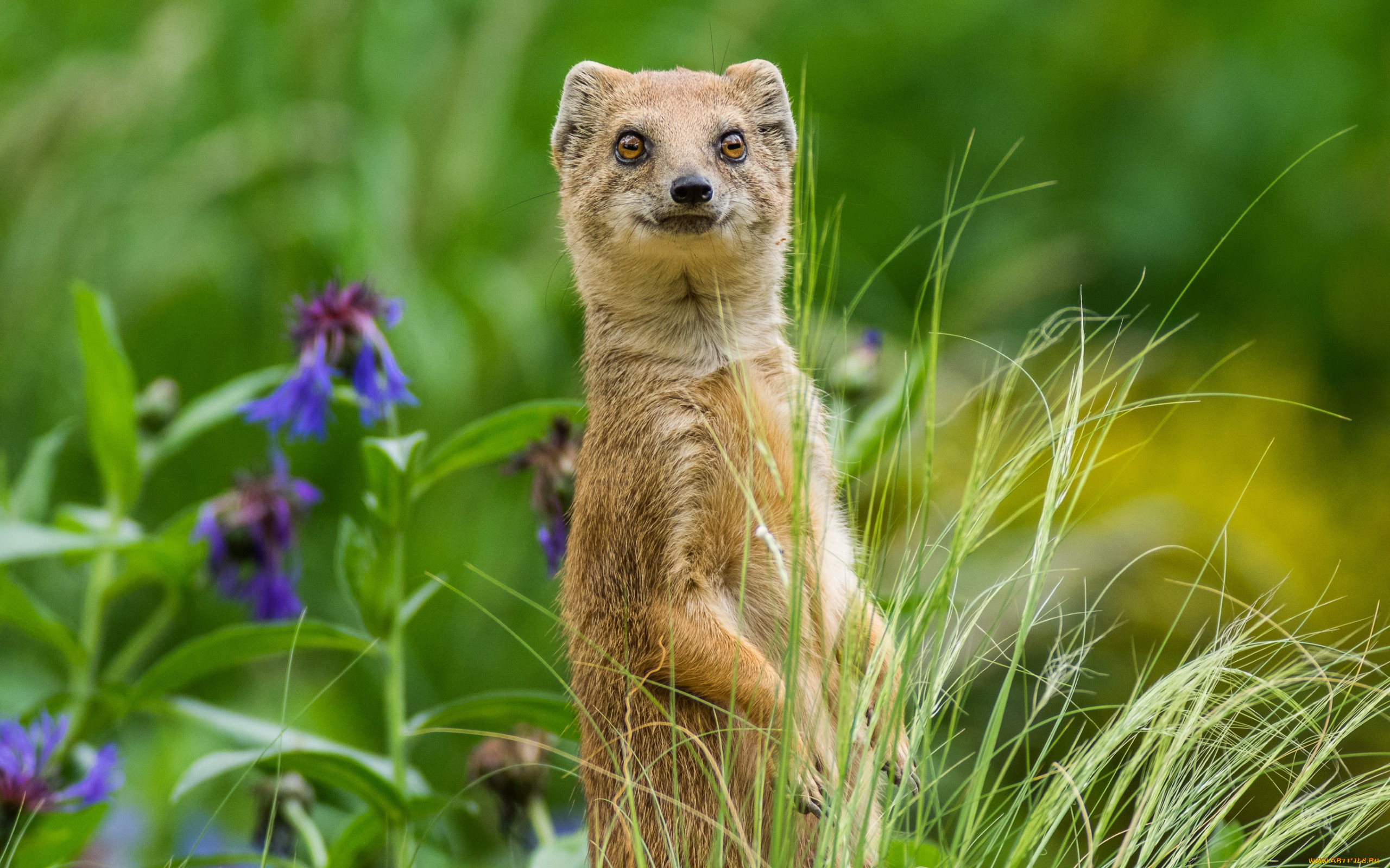 животные, мангусты, трава, цветы, стойка, мангуст