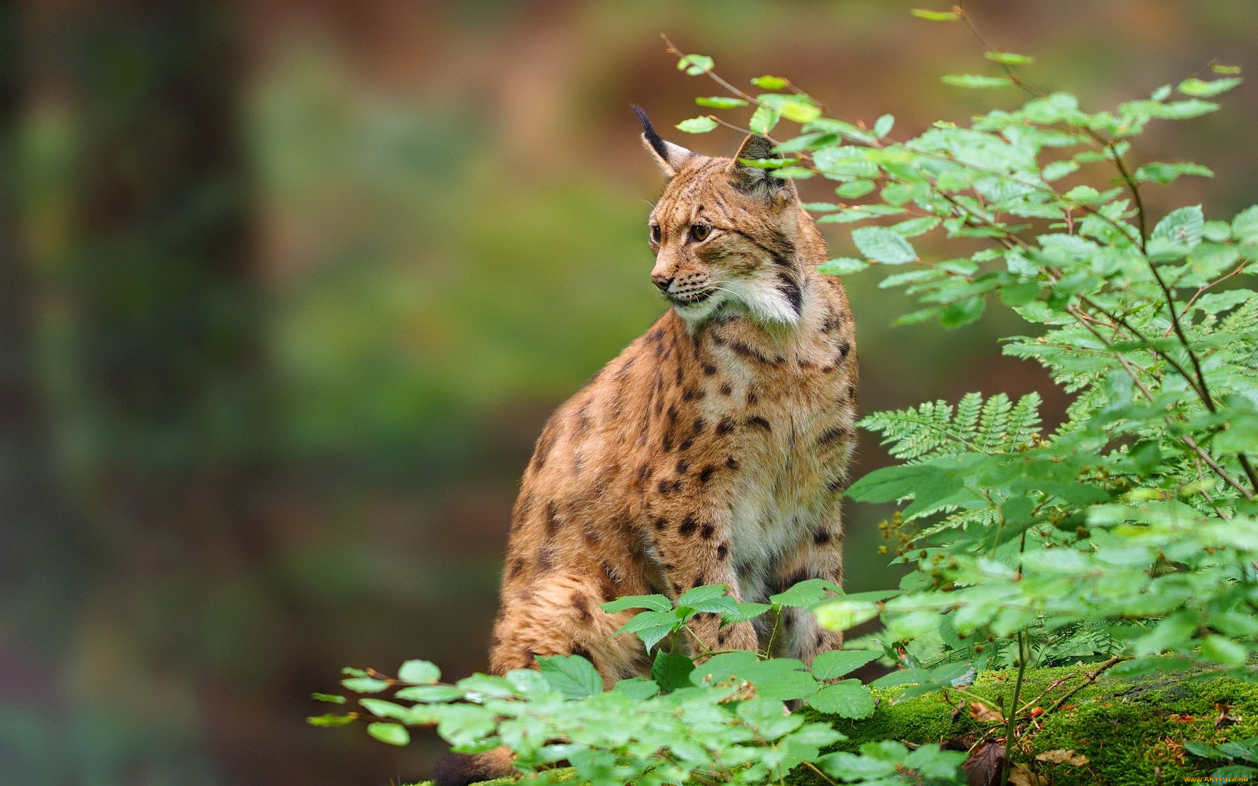 животные, рыси, ветки, хищник, дикая, кошка, рысь, листья
