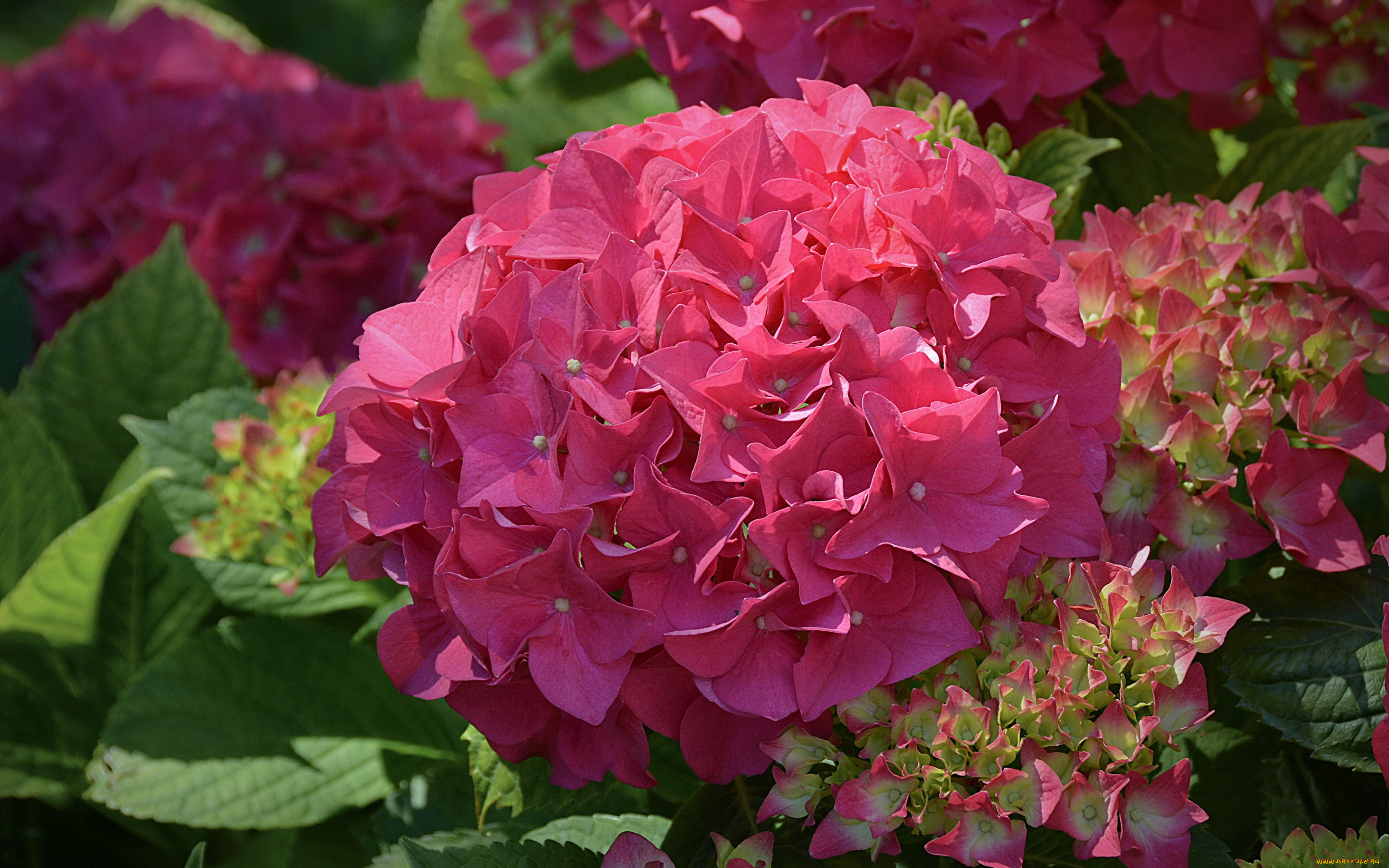 цветы, гортензия, розовая, яркая, цветки, куст