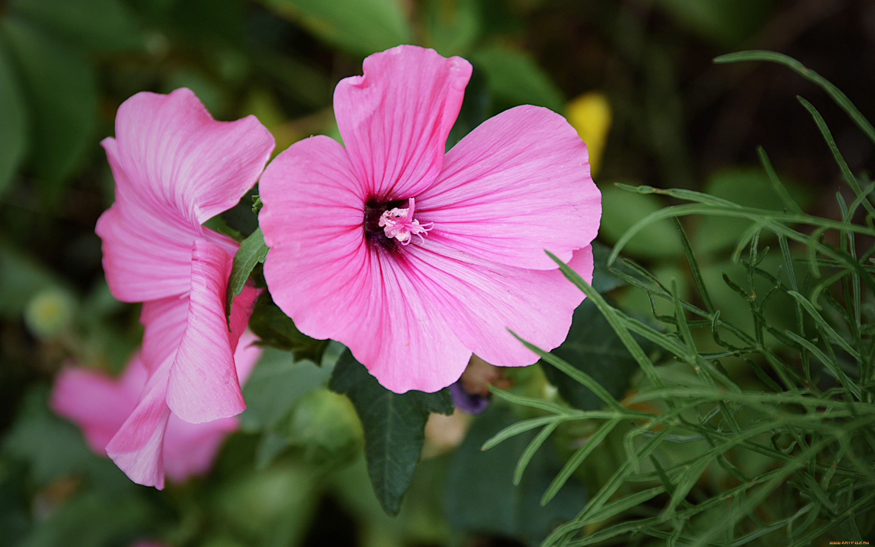 цветы, лаватера, цветок, розовый, ветка