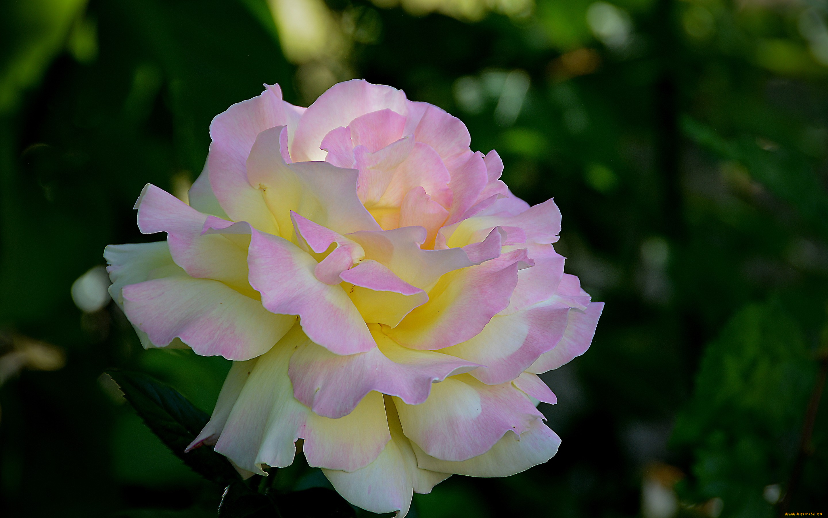 цветы, розы, роза, цветок, листья, лепестки, нежная