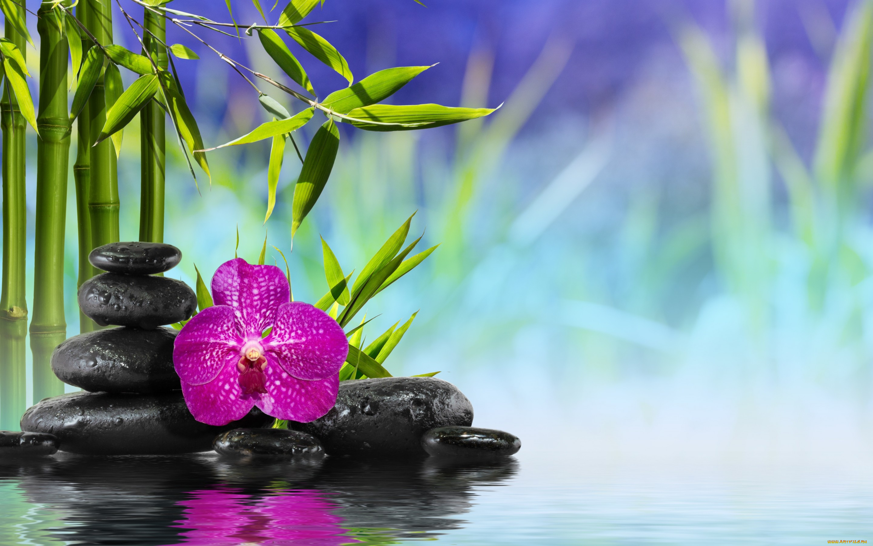 разное, ракушки, , кораллы, , декоративные, и, spa-камни, spa, zen, stones, bamboo, flower, orchid, water, reflection, вода, камни, бамбук, цветок