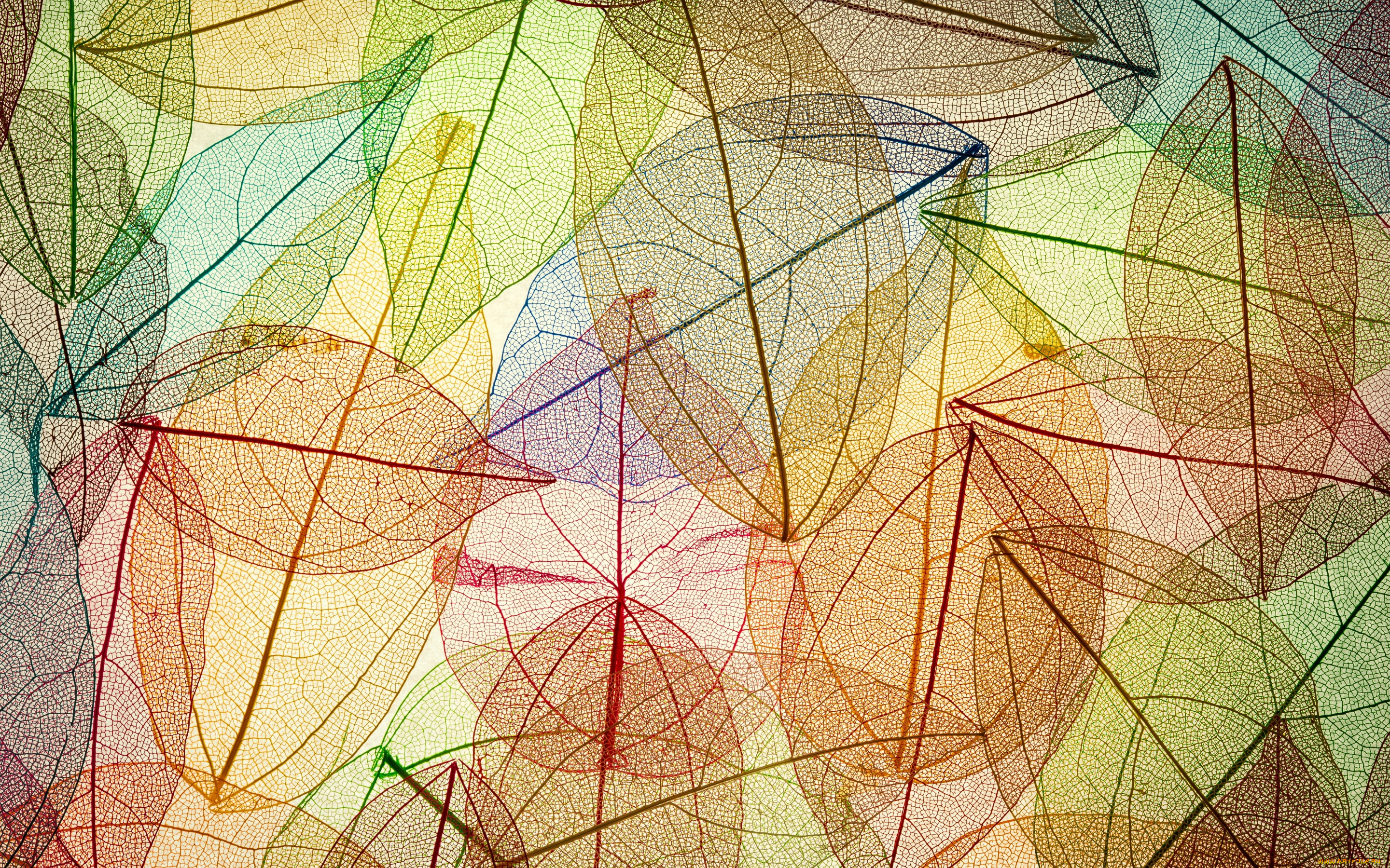 векторная, графика, природа, , nature, autumn, leaves, transparent, abstract, colorful, листья, осенние, фон