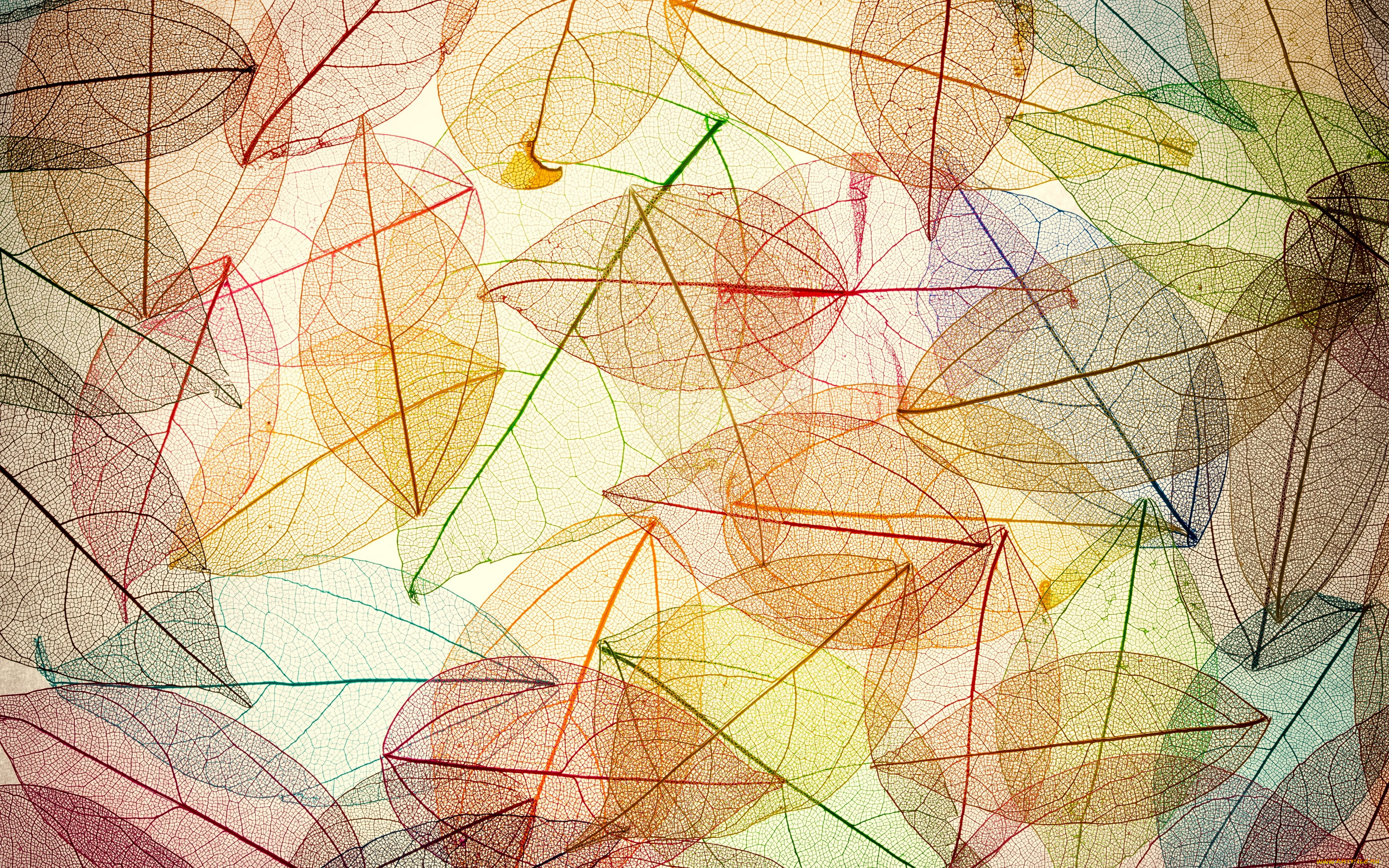 векторная, графика, природа, , nature, autumn, leaves, transparent, abstract, colorful, листья, осенние, фон