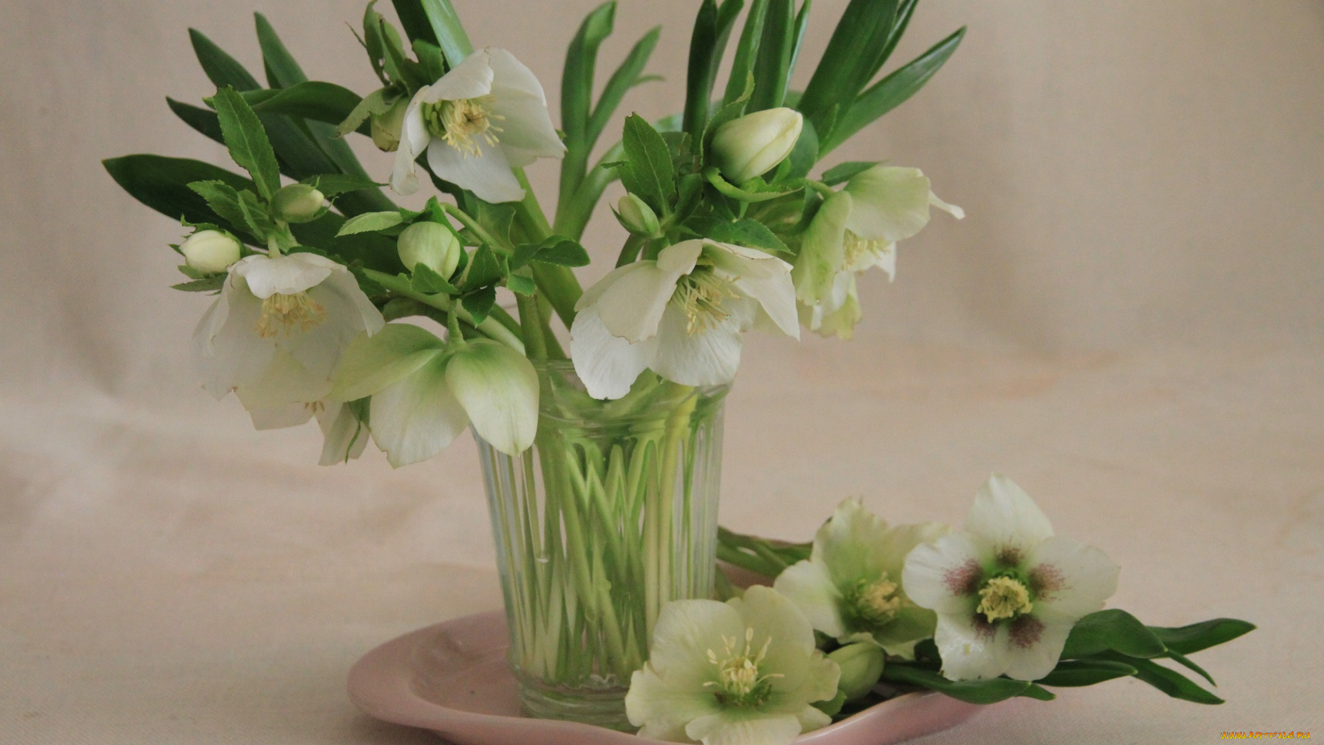 цветы, анемоны, , сон-трава, флора, букет, красота, природа