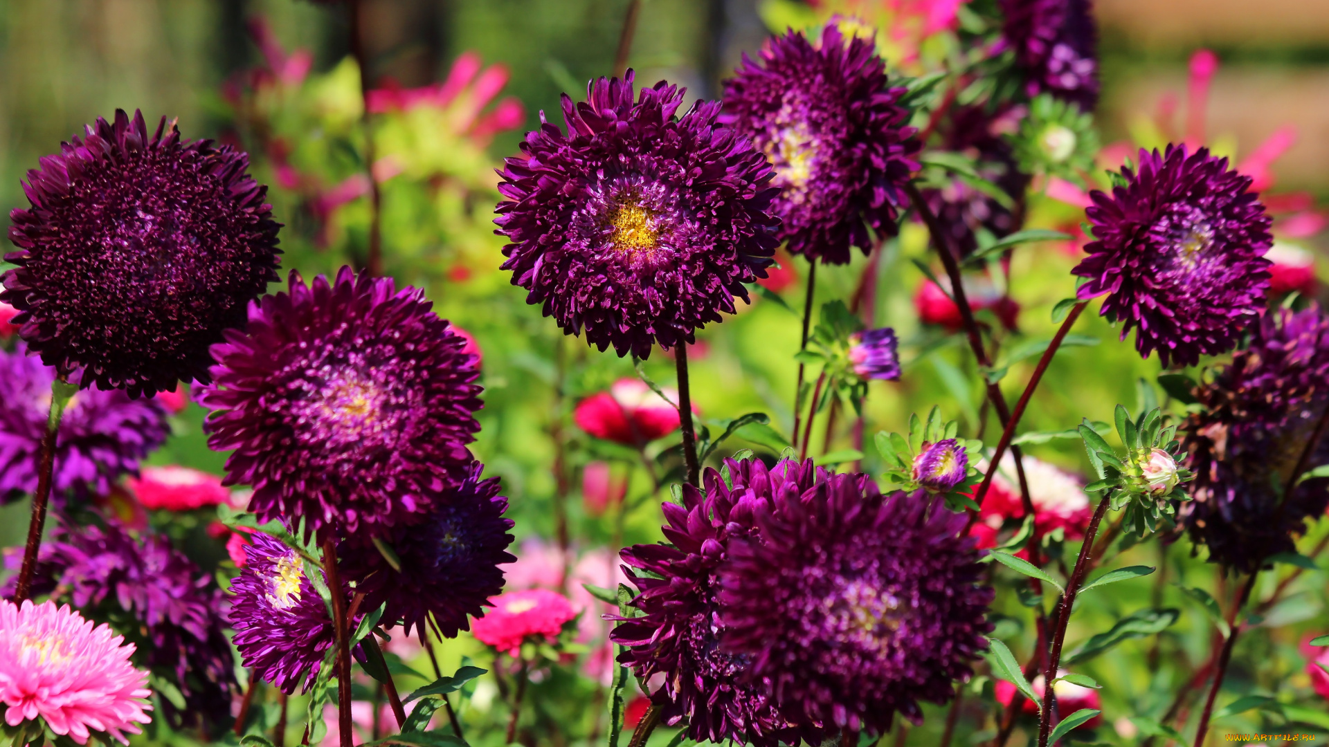 цветы, астры, астра, красота, дача, цветение, природа, лето