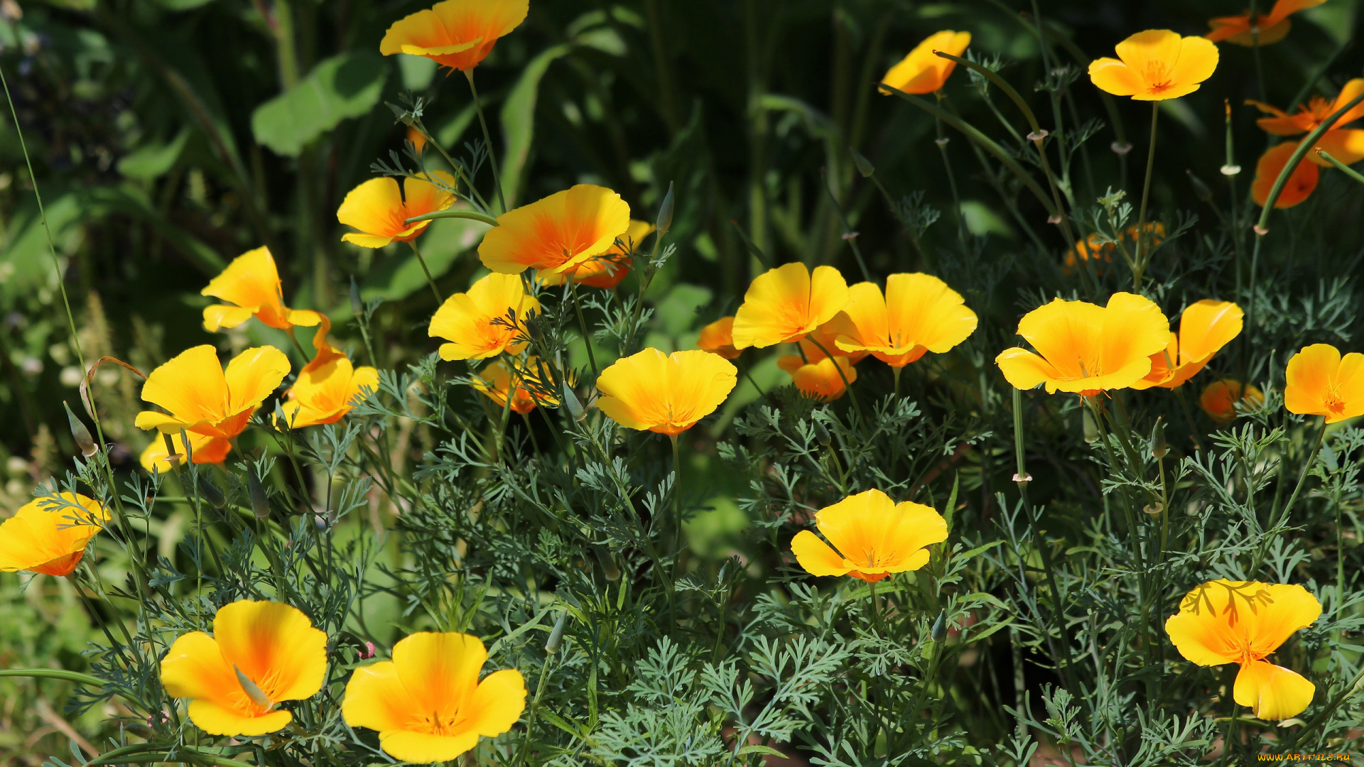 цветы, эшшольция, , калифорнийский, мак, природа, лето, красота, дача, эшшольция, цветение