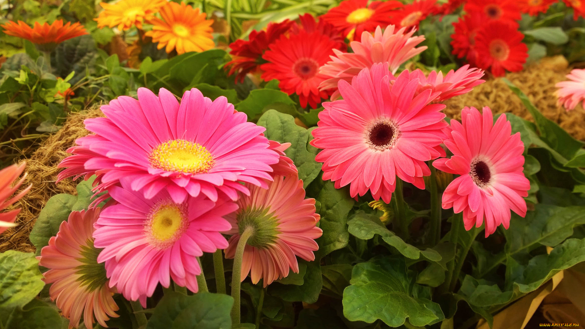 цветы, герберы, аптекарский, огород, выставка