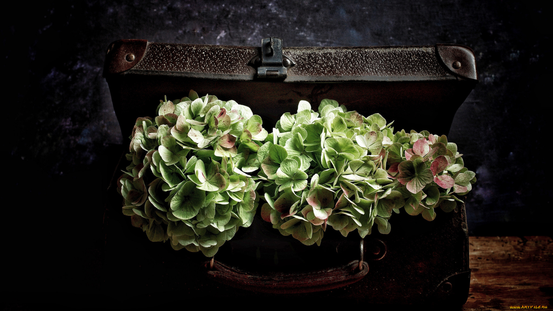 цветы, гортензия, чемодан