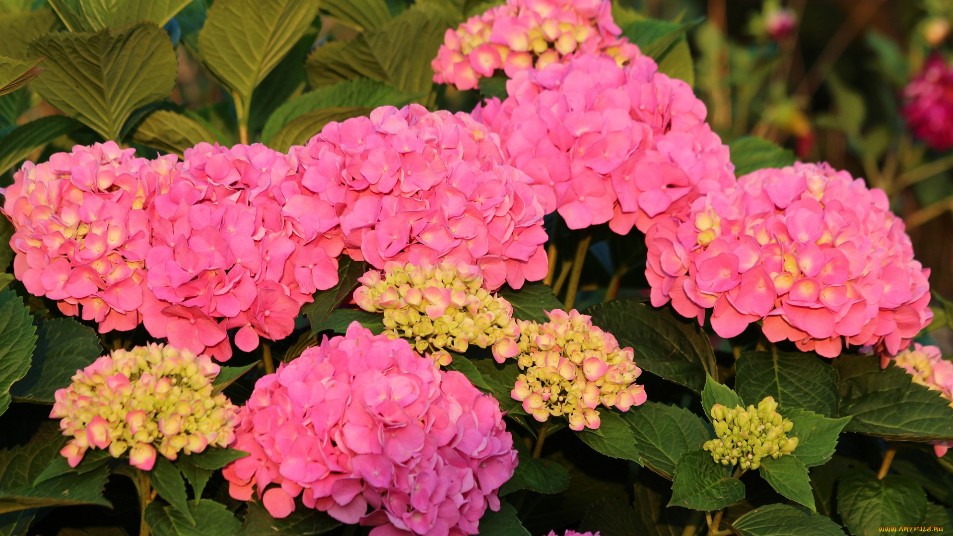 цветы, гортензия, лето, красота, дача, цветение, природа