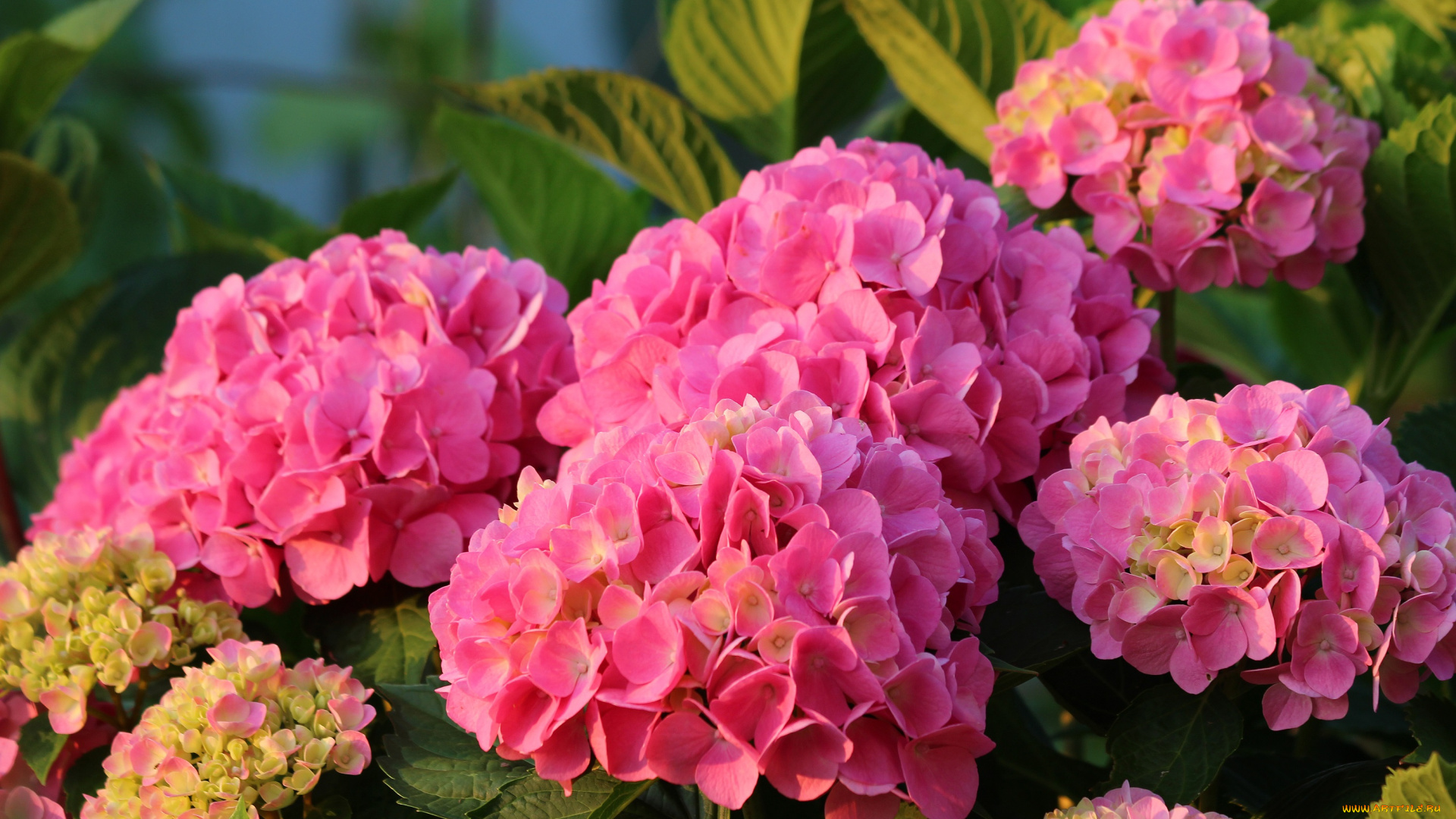 цветы, гортензия, природа, лето, красота, дача, цветение