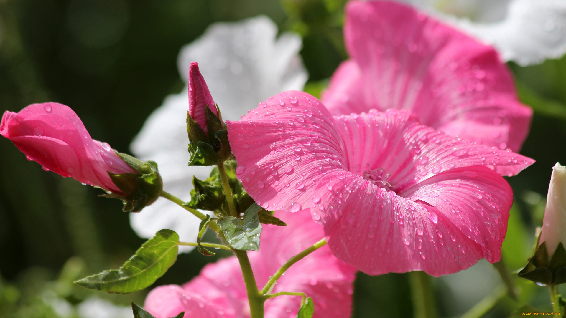 цветы, лаватера, красота, дача, цветение, природа, лето