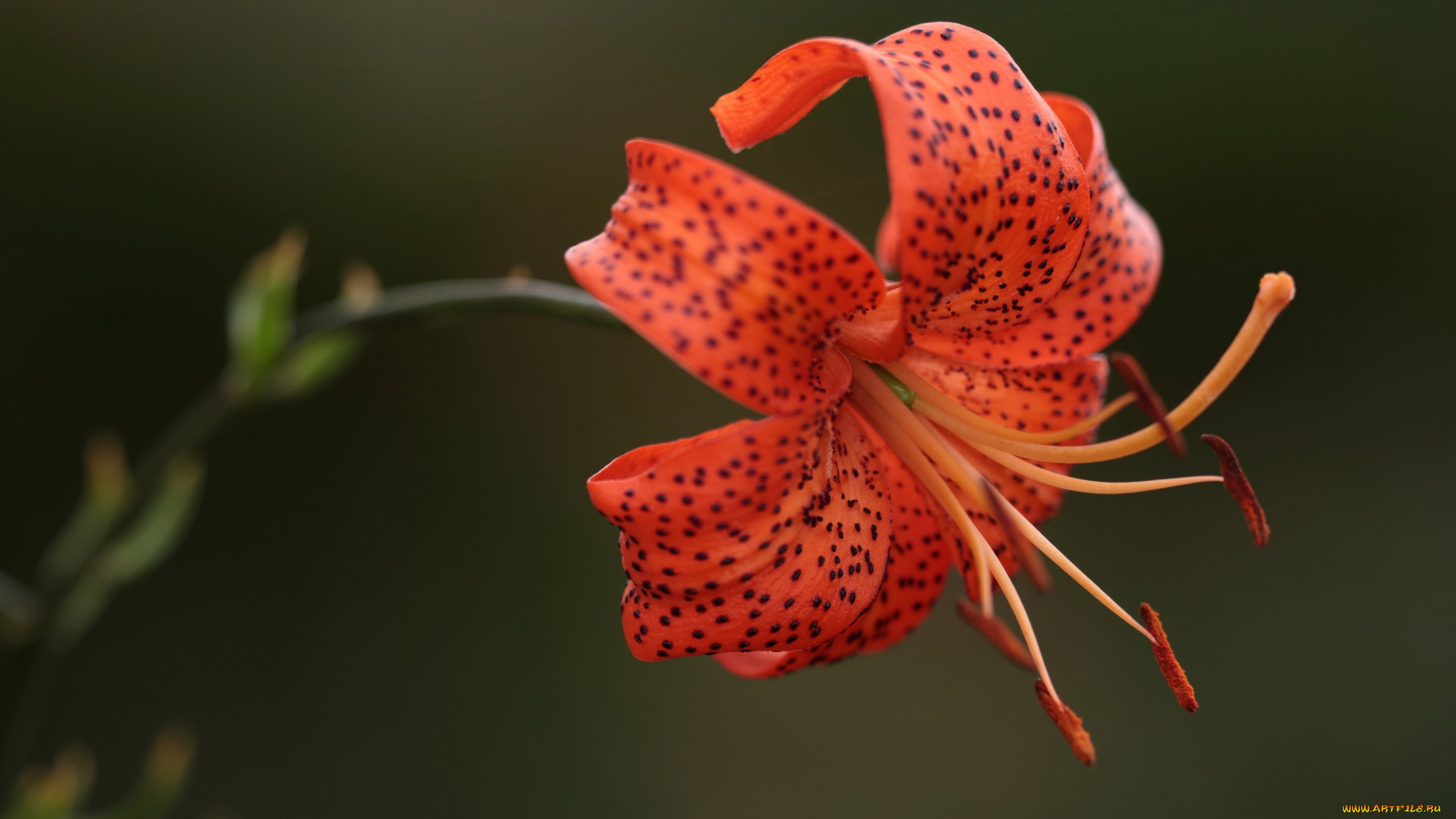 цветы, лилии, , лилейники, тычинки, лепестки, лилия, фон, макро