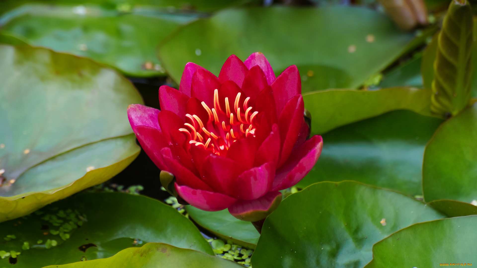 цветы, лилии, водяные, , нимфеи, , кувшинки, вода, нимфея, цветение, листья