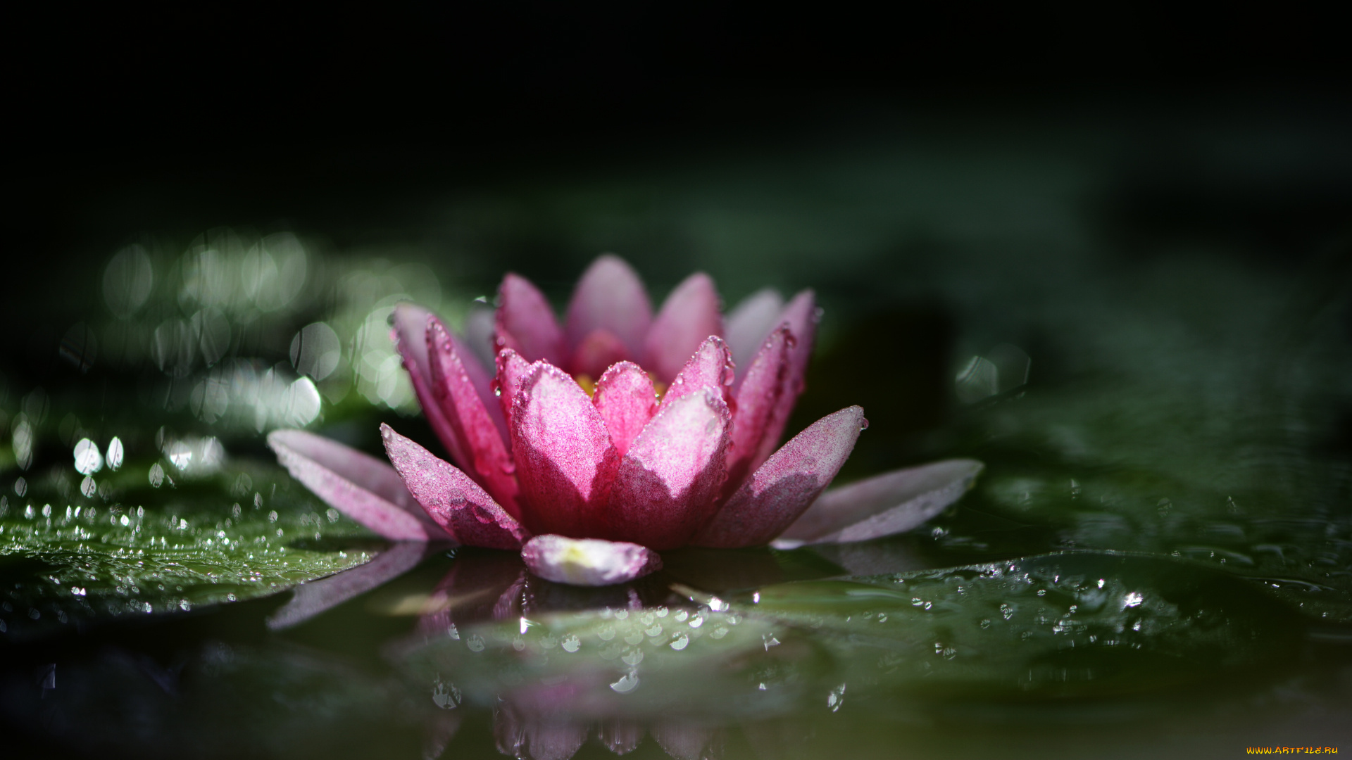 цветы, лилии, водяные, , нимфеи, , кувшинки, природа, макро, нимфея, водяная, лилия, капли, дождя, боке