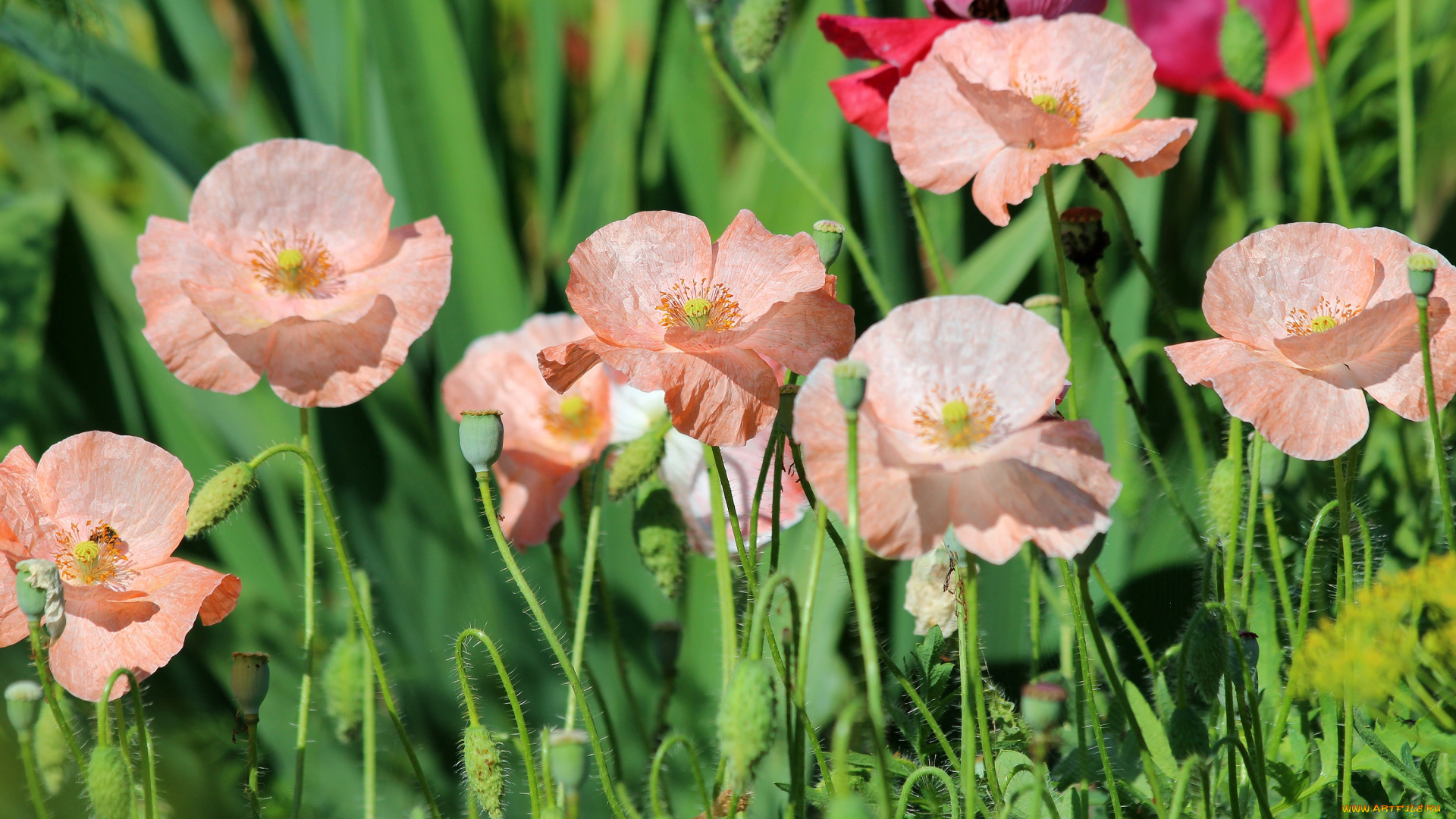 цветы, маки, мак-самосейка, мак, лето, красота, дача, цветение, природа