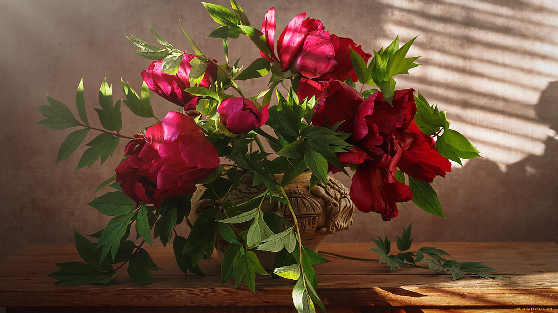 цветы, пионы, пион, бутон, лепестки, листья, цветение