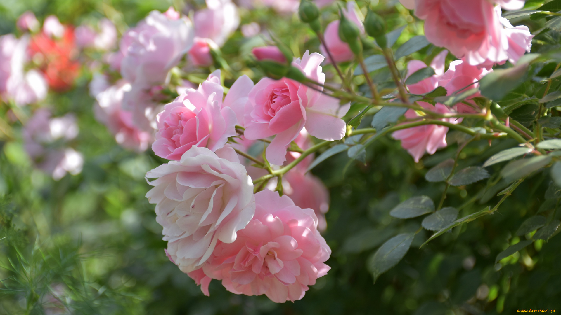 цветы, розы, боке, бутоны, розовый, куст