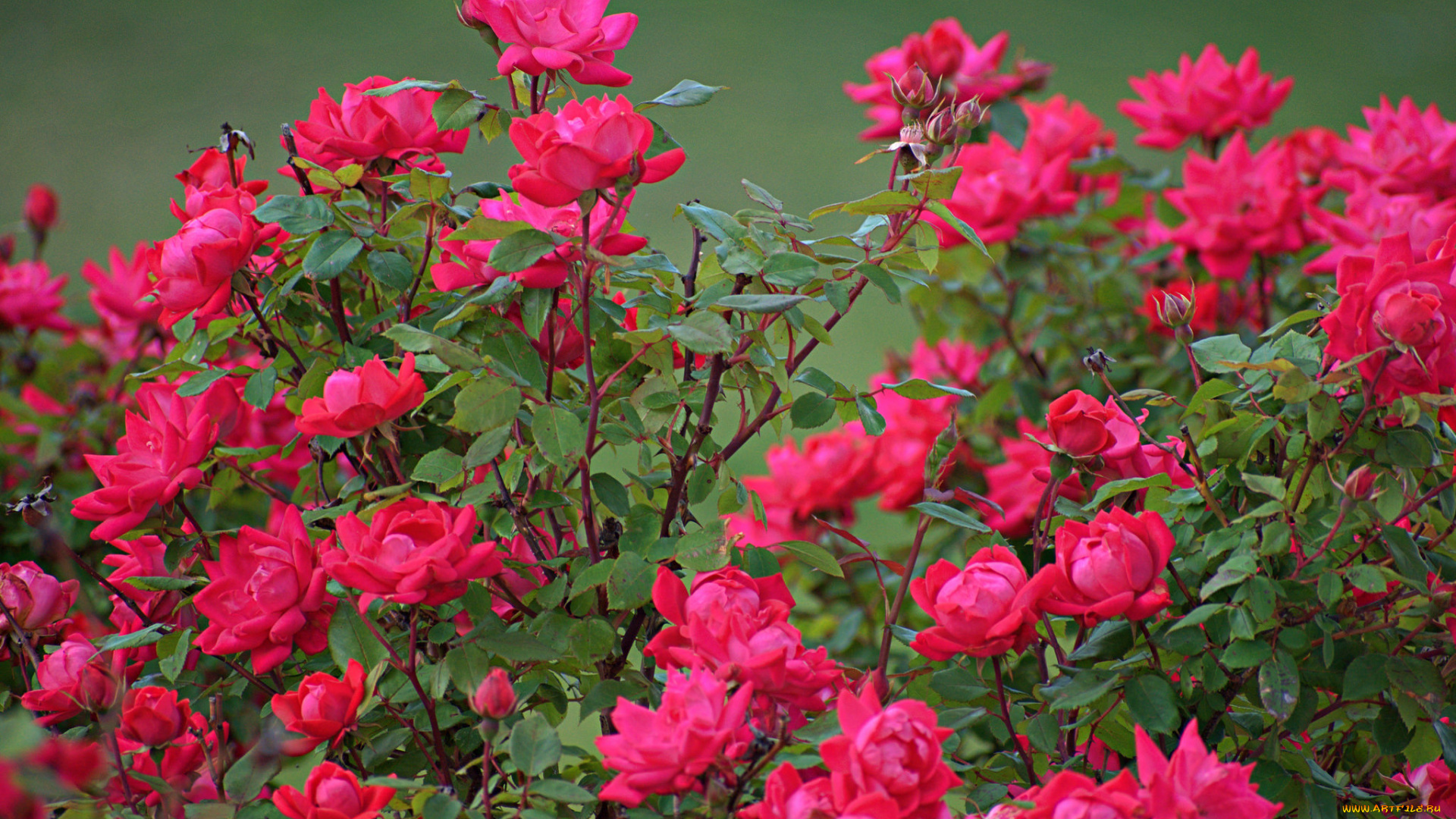 цветы, розы, bud, petals, leaves, blossoms, роза, бутон, лепестки, листья, цветение, rose