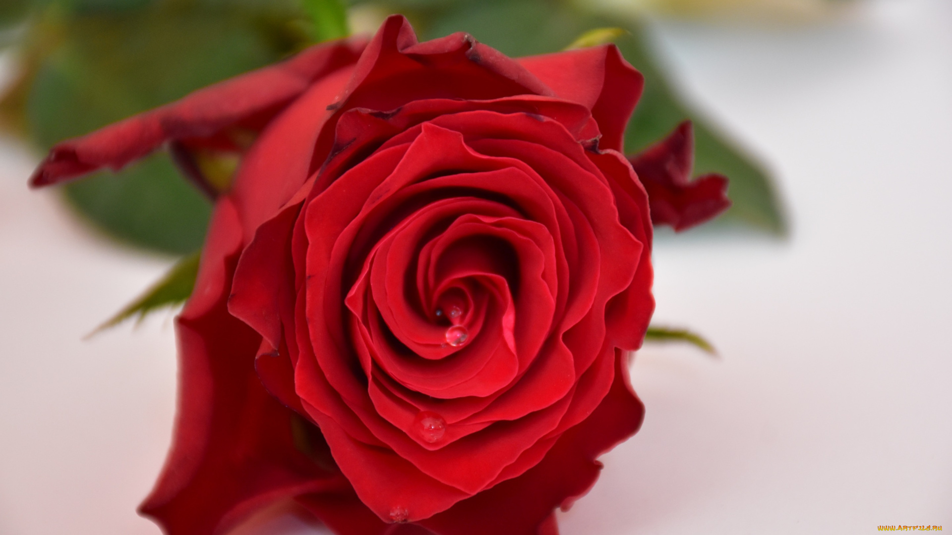 цветы, розы, роза, макро, бутон, красная