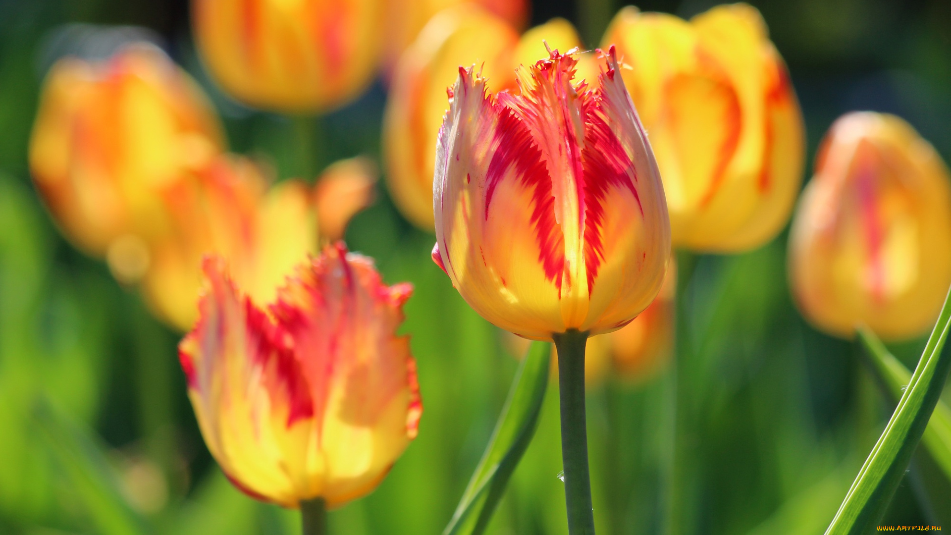 цветы, тюльпаны, лепестки, бутоны, цветение, капли