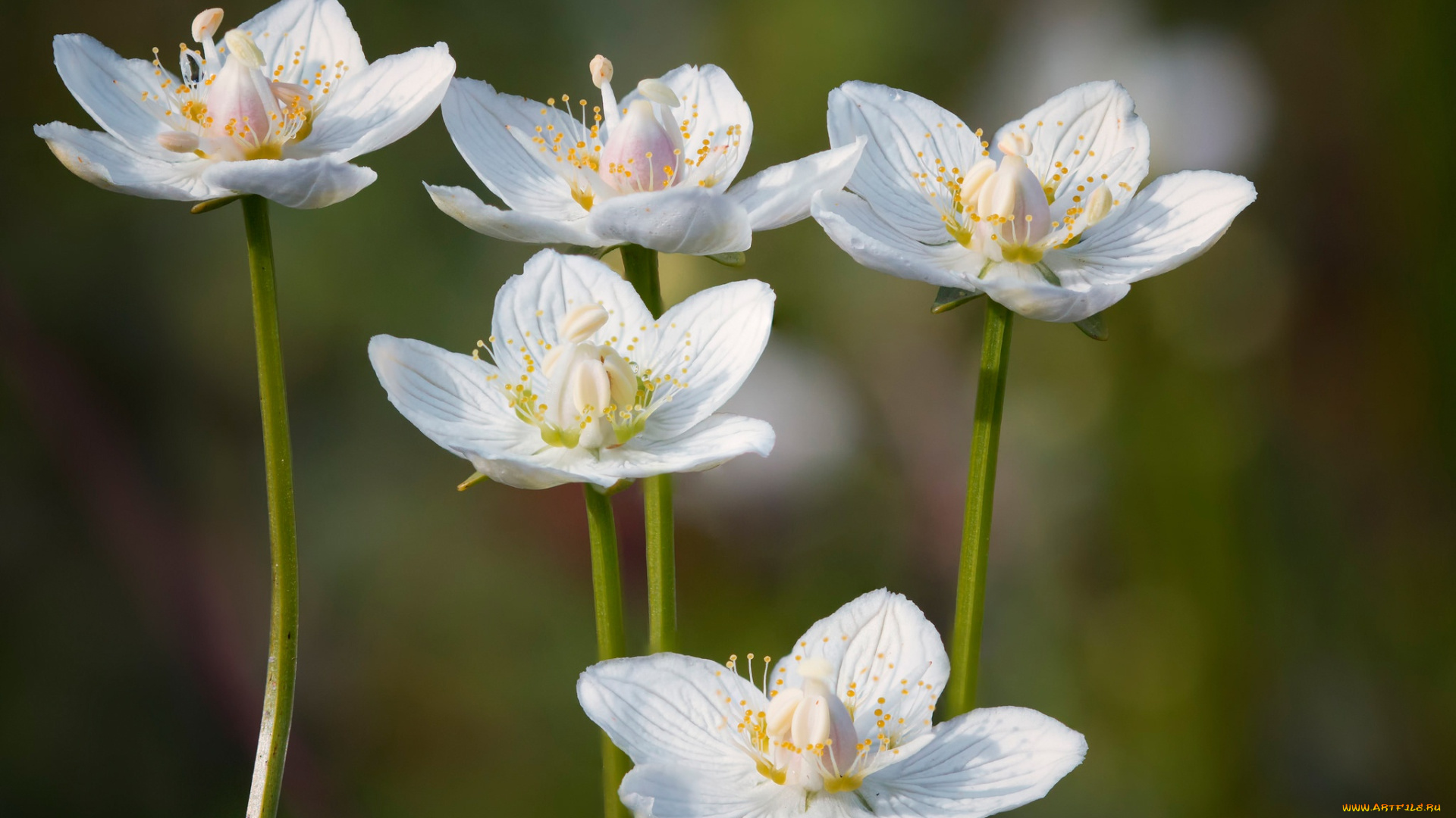 цветы, ветреницы, , печёночницы, фон, стебли, лепестки