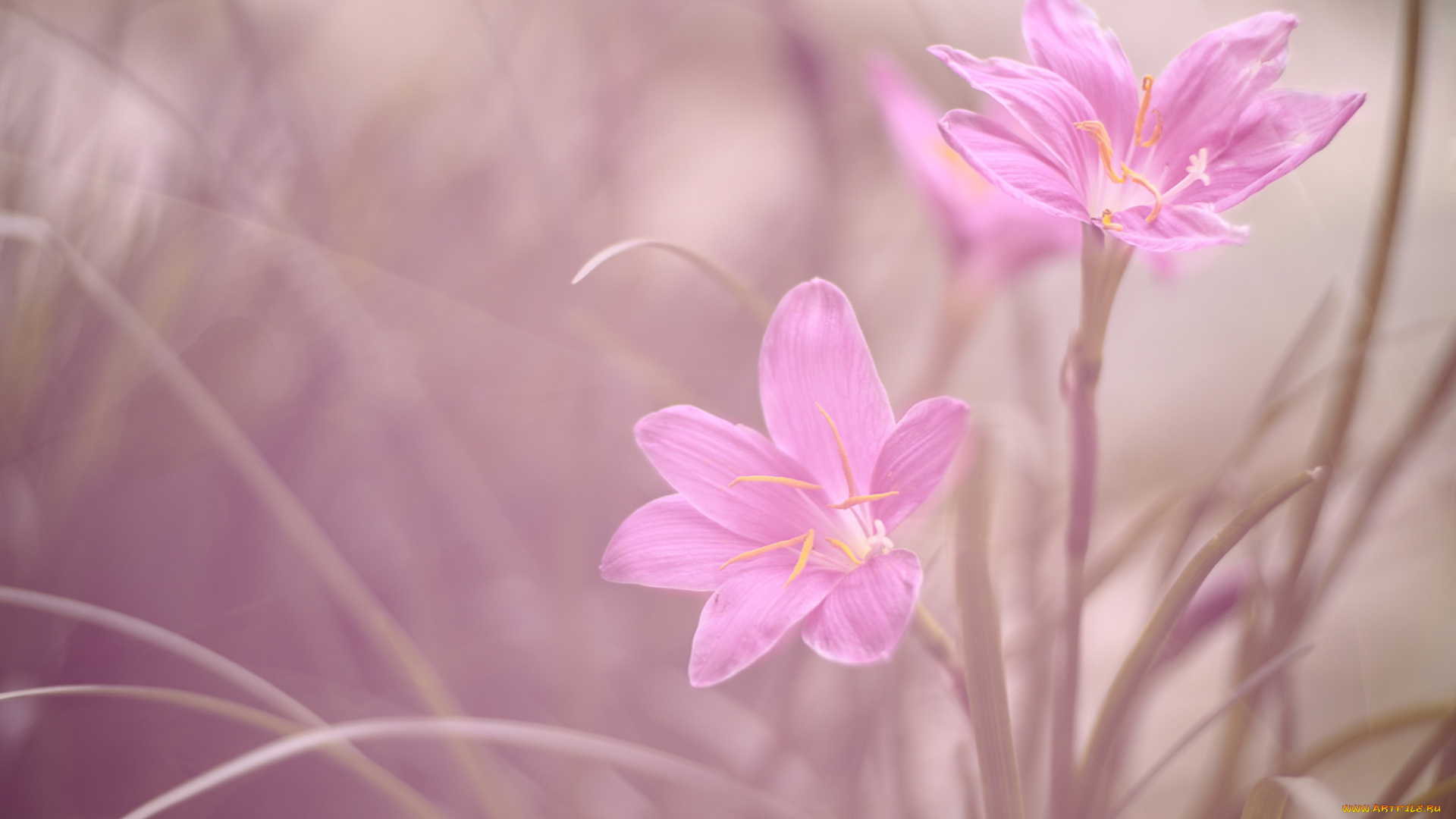 цветы, зефирантесы, дуэт, макро, зефирантес