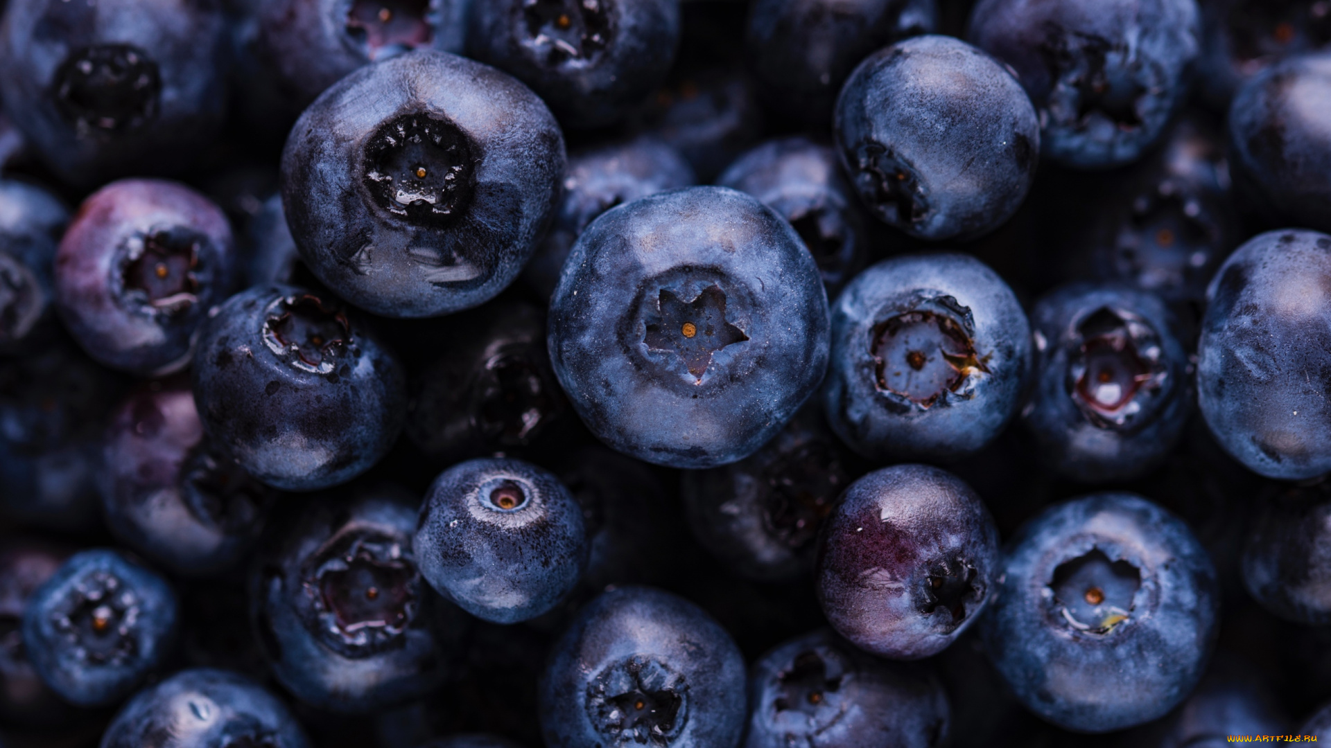 еда, голубика, , черника, много, черника, макро