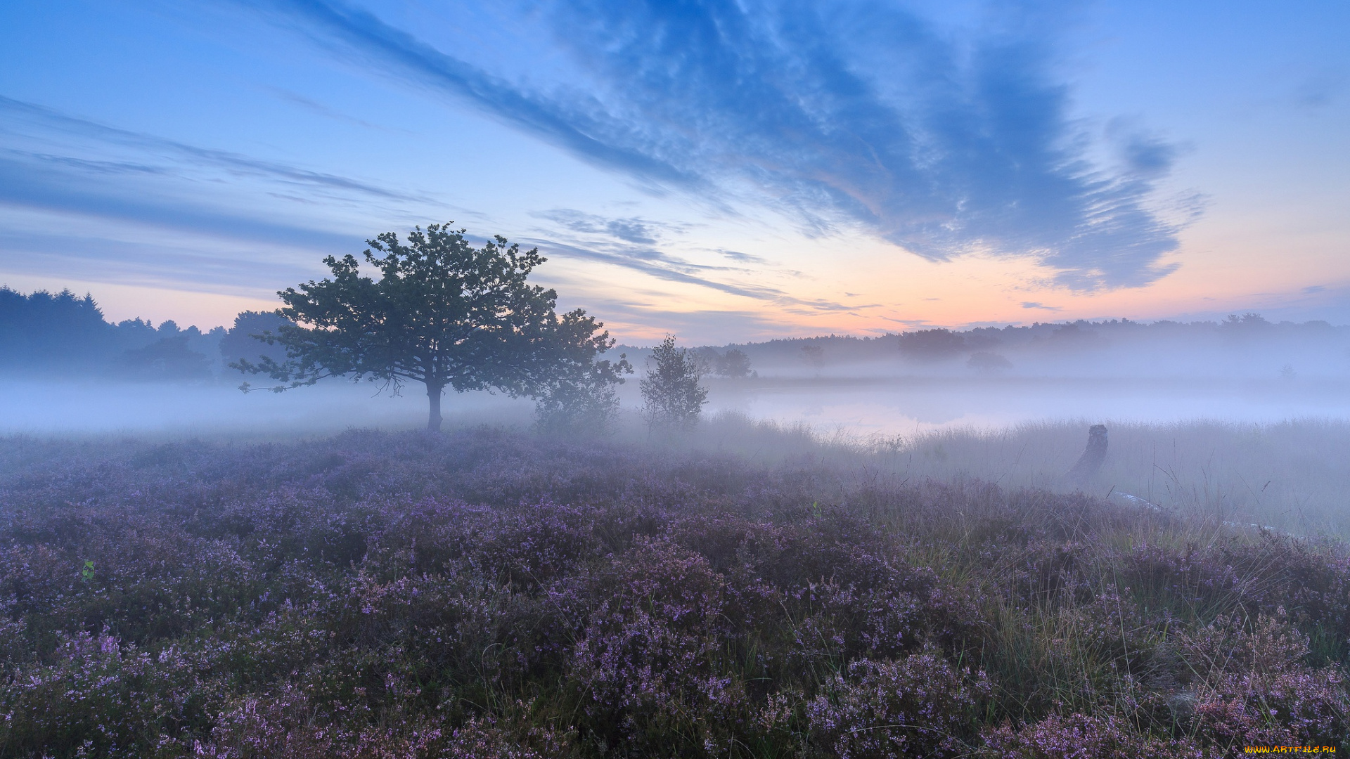 природа, деревья, туман