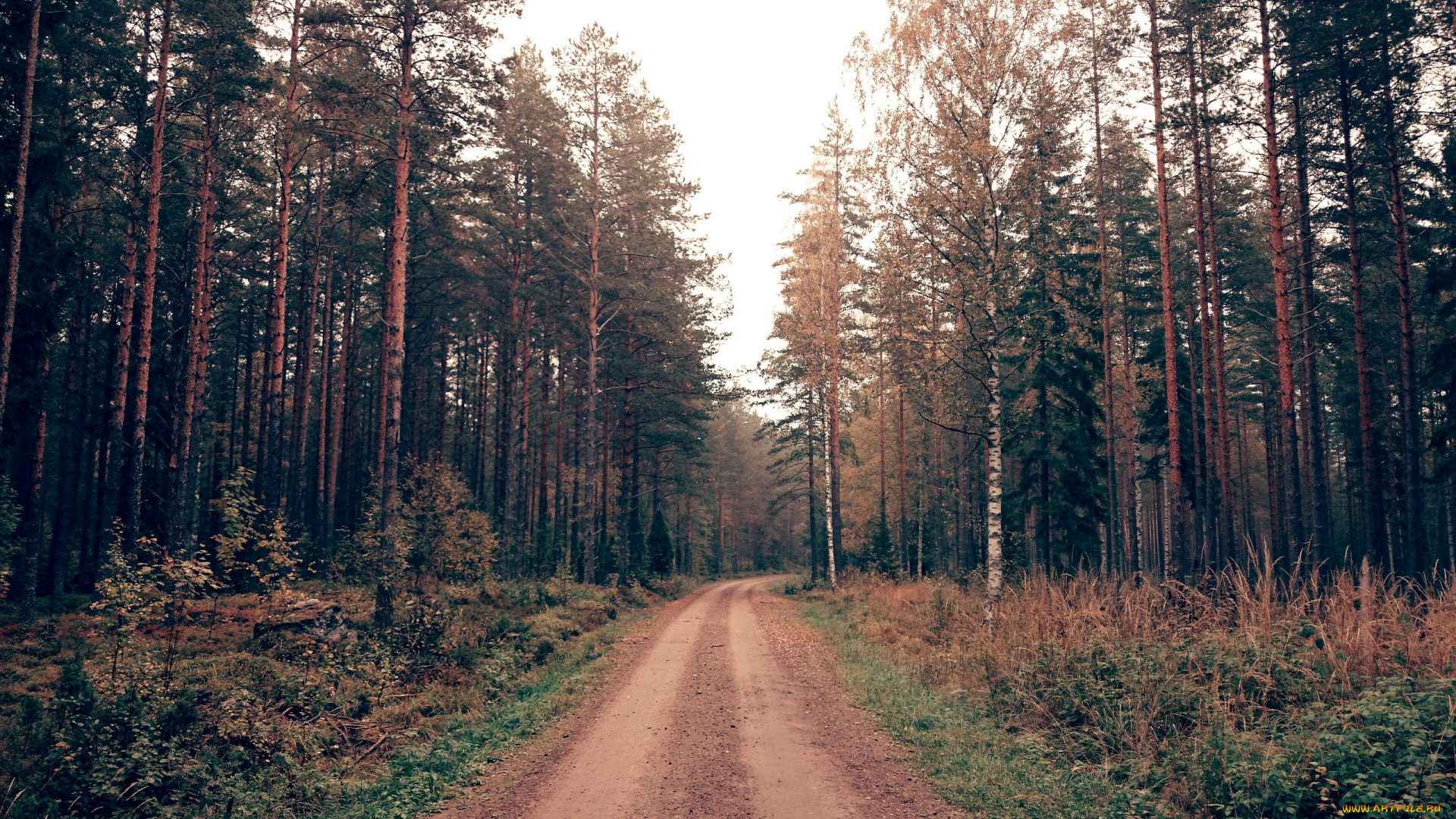 природа, дороги, деревья, дорога, грунтовая, лес