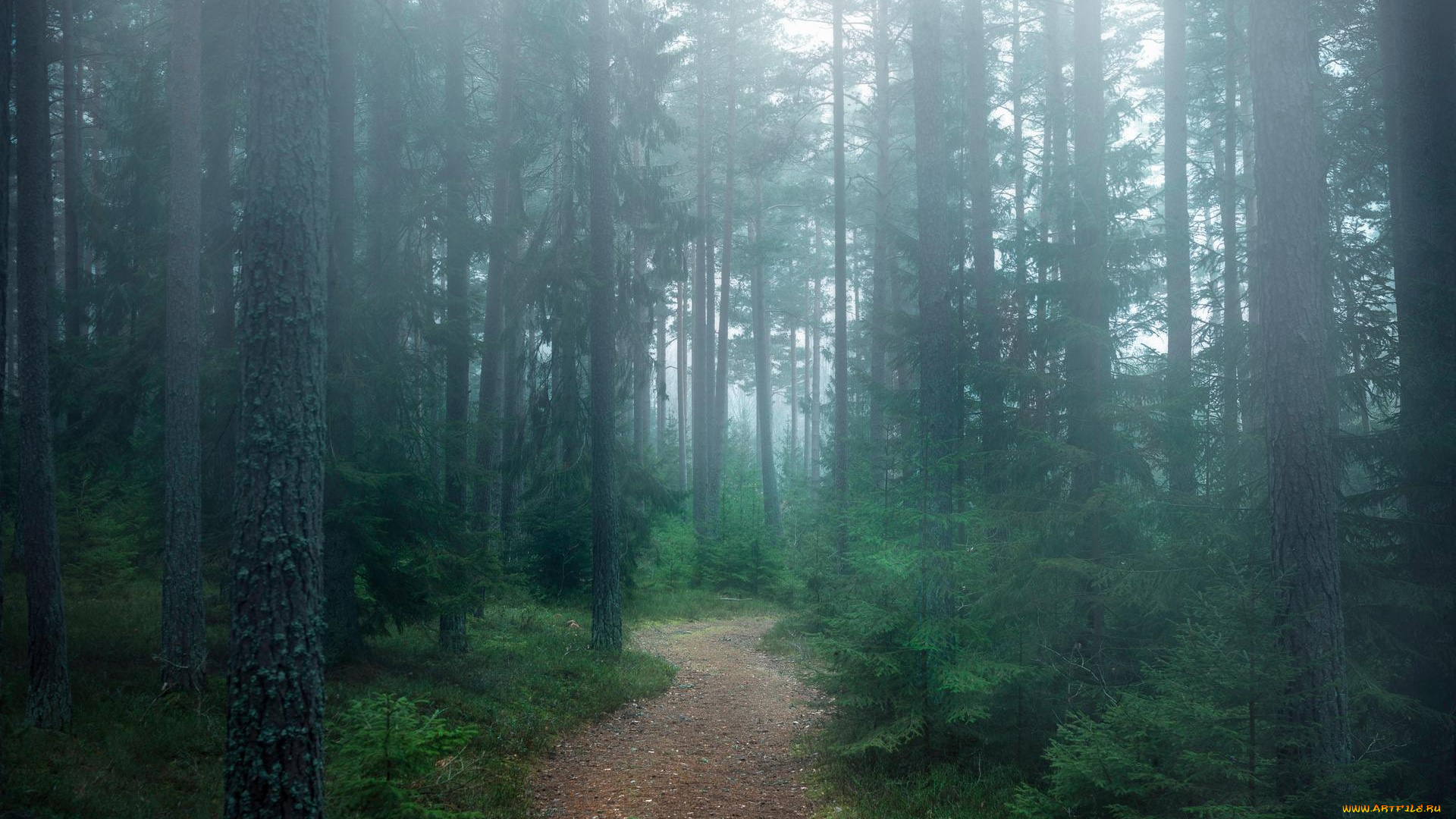 природа, дороги, лес, деревья, туман, тропинка