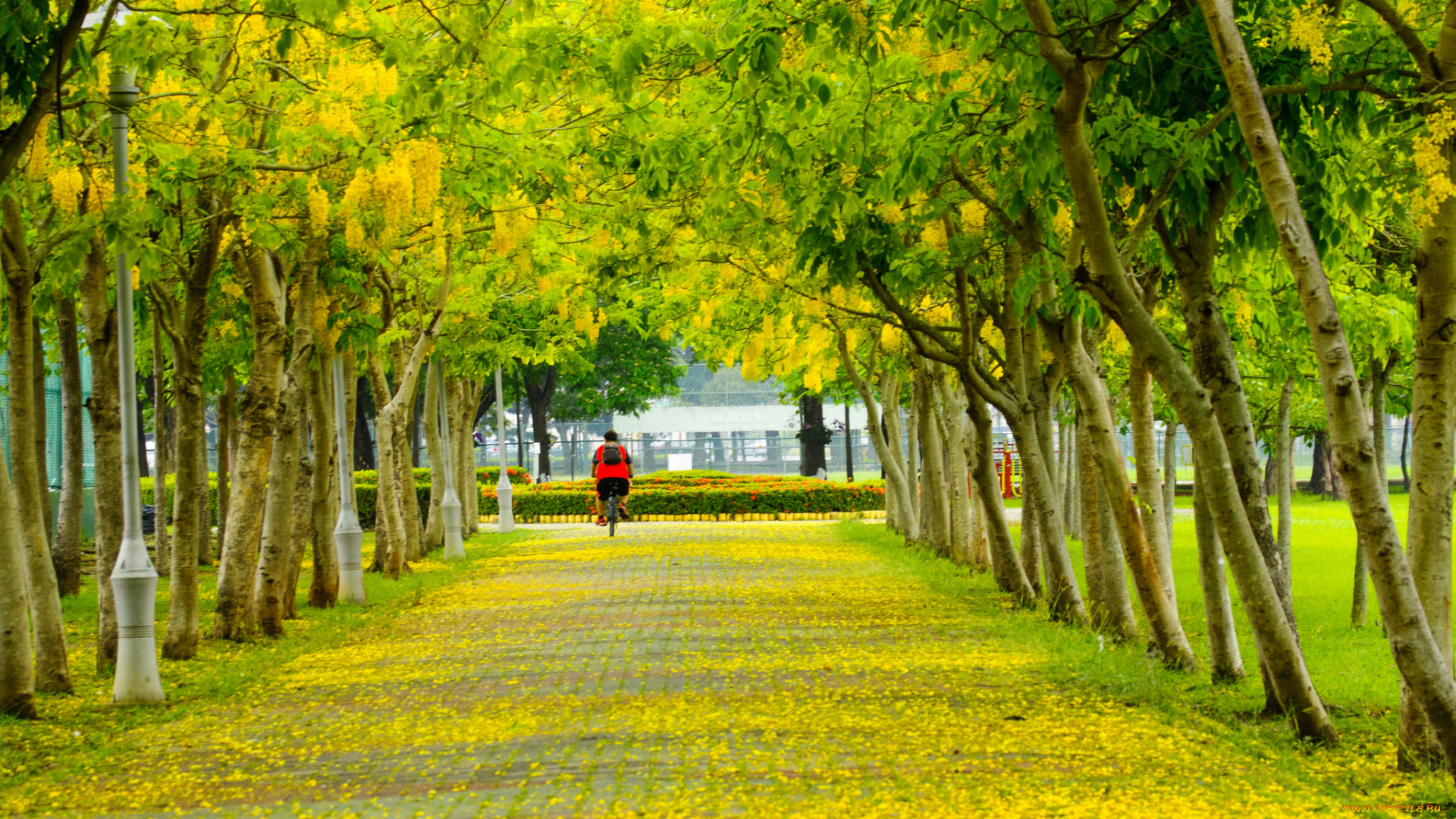 природа, дороги, парк