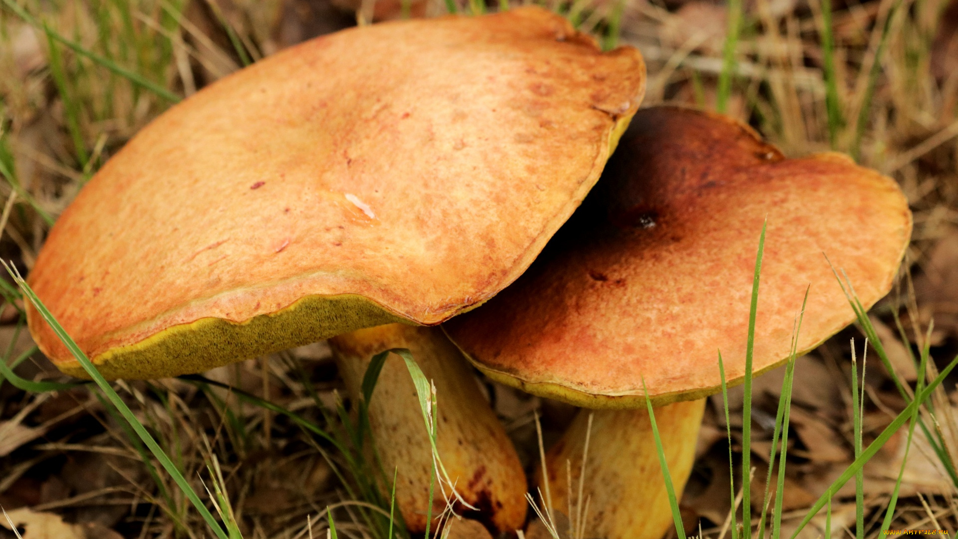 природа, грибы, дуэт