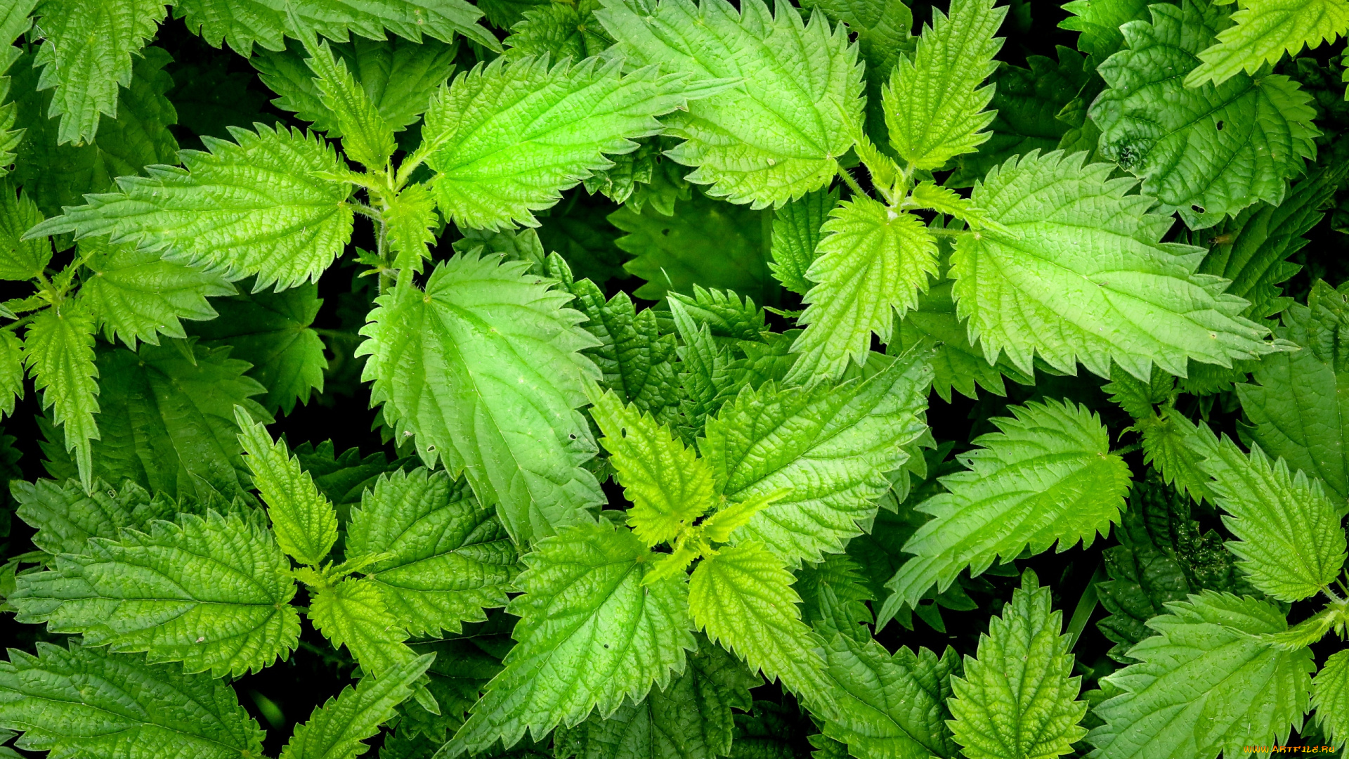 природа, листья, крапива