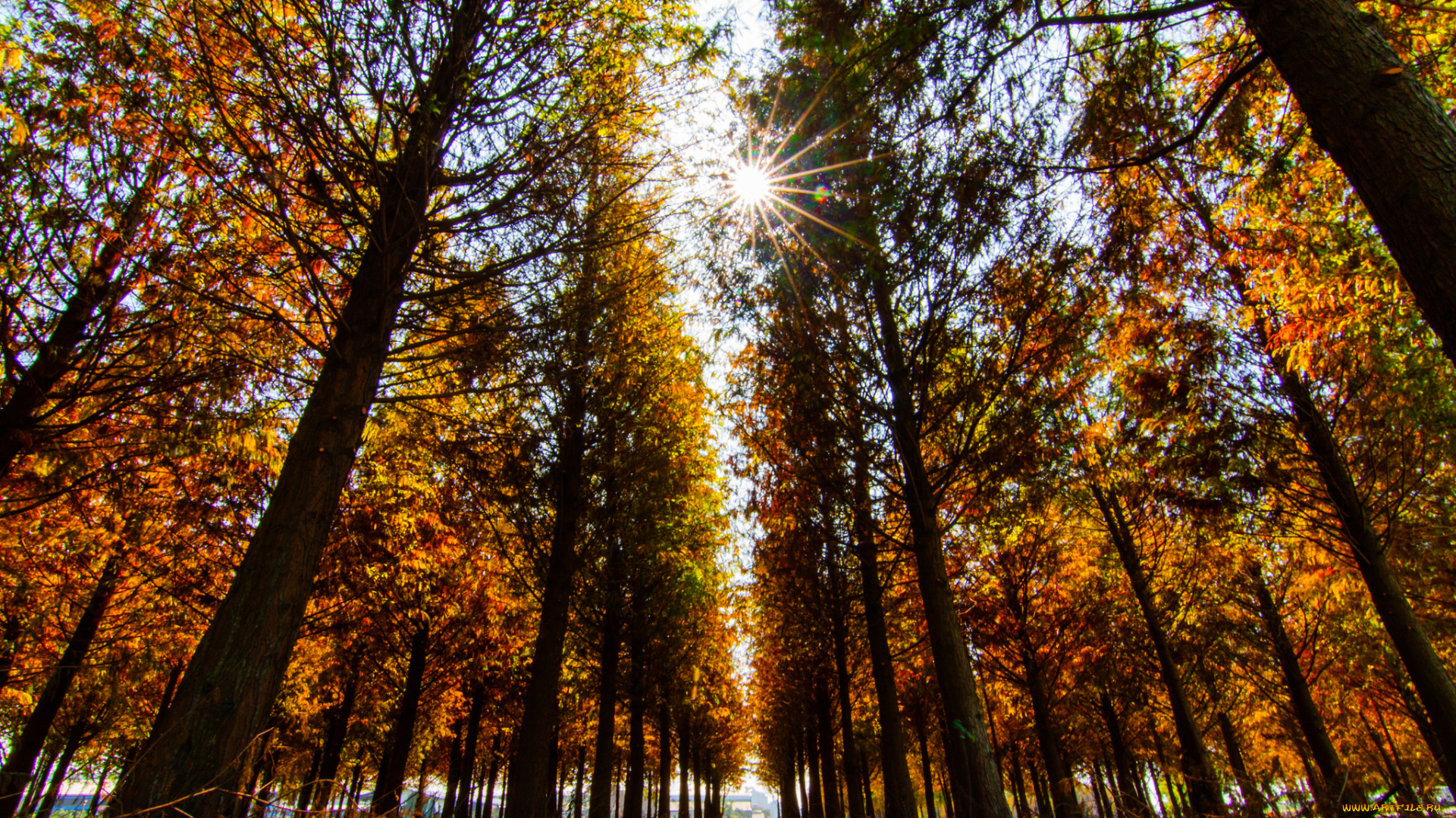 природа, парк