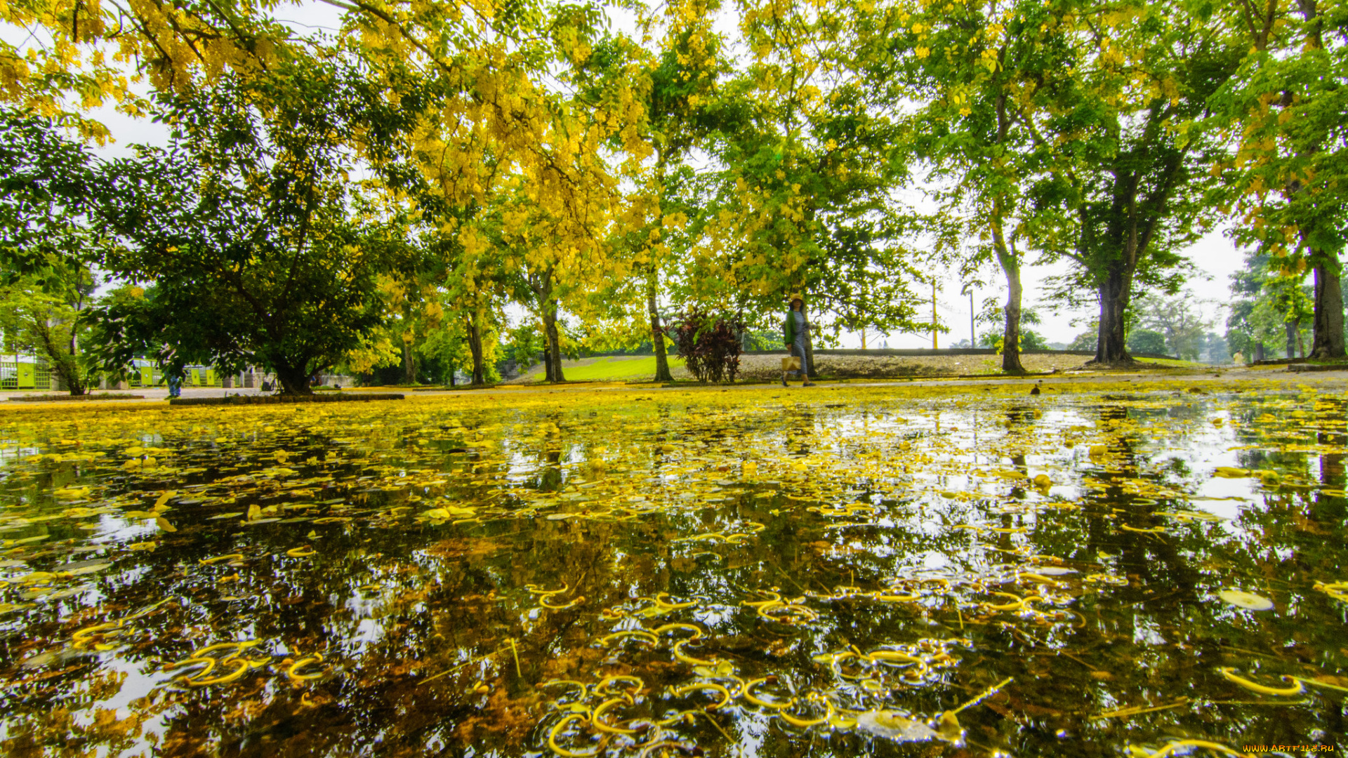 природа, парк, деревья, вода