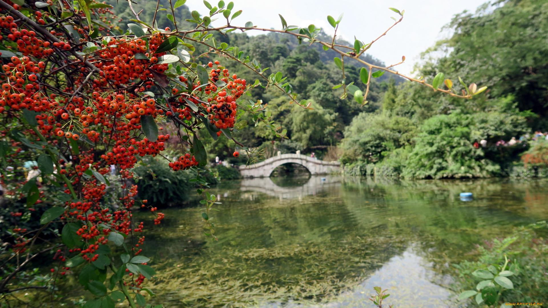 природа, парк, мостик, рябина, сад, японский